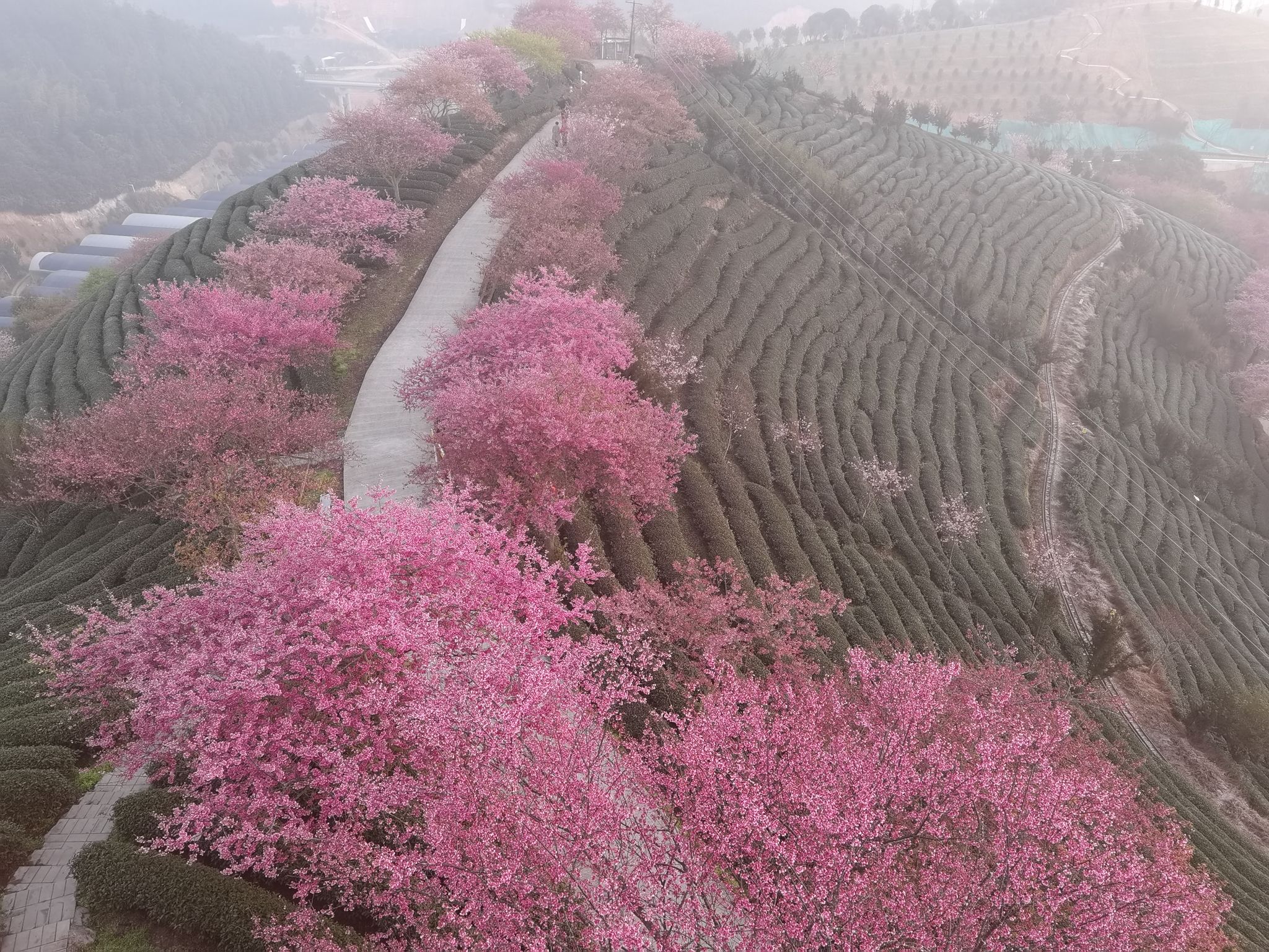 永福花乡旅行图片 3