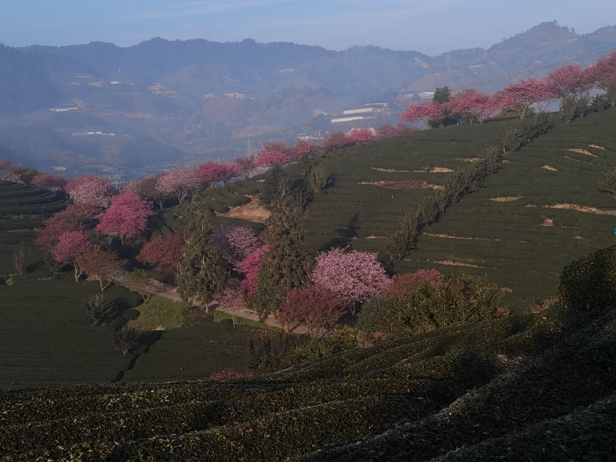 永福花乡旅行图片 2