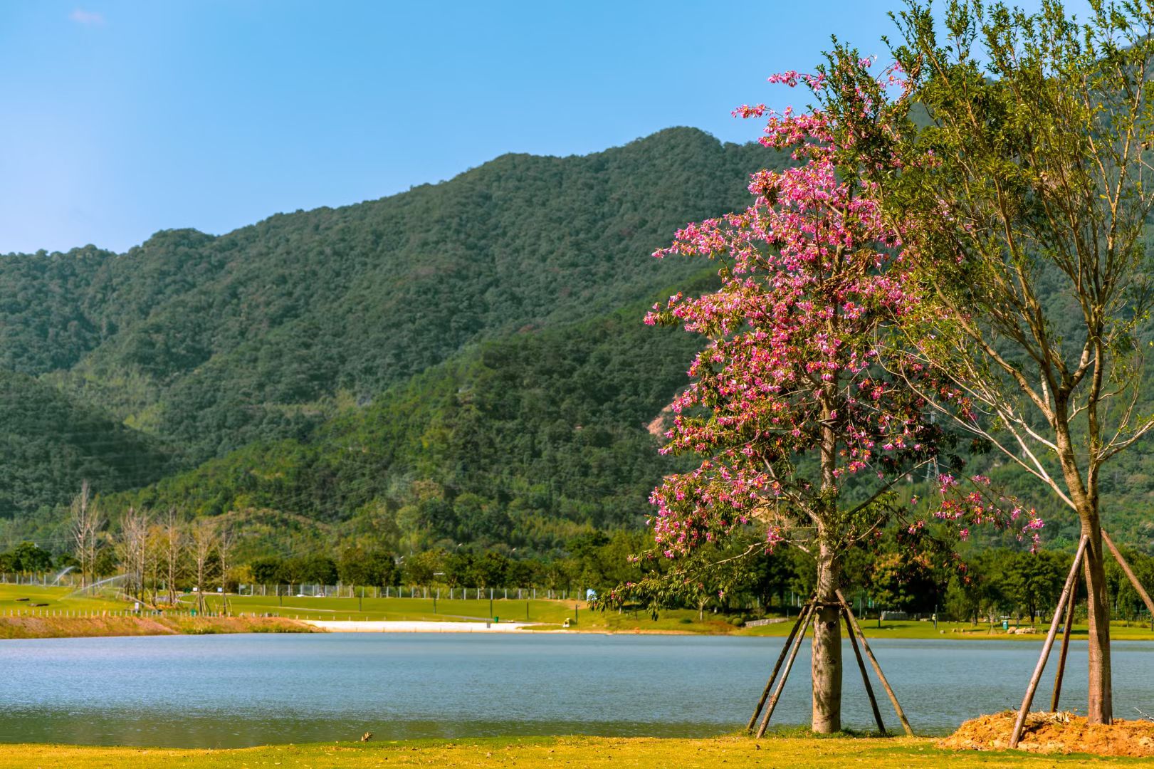 龙岩紫金山公园