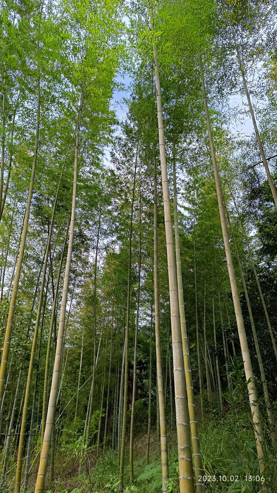 松柏岩景区旅行图片 2