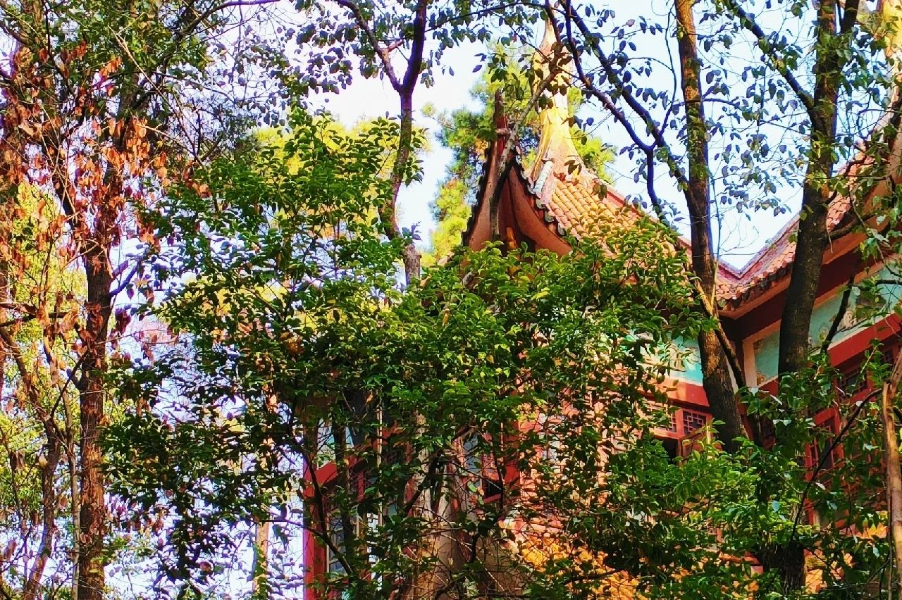 凤凰山森林公园旅行图片 3