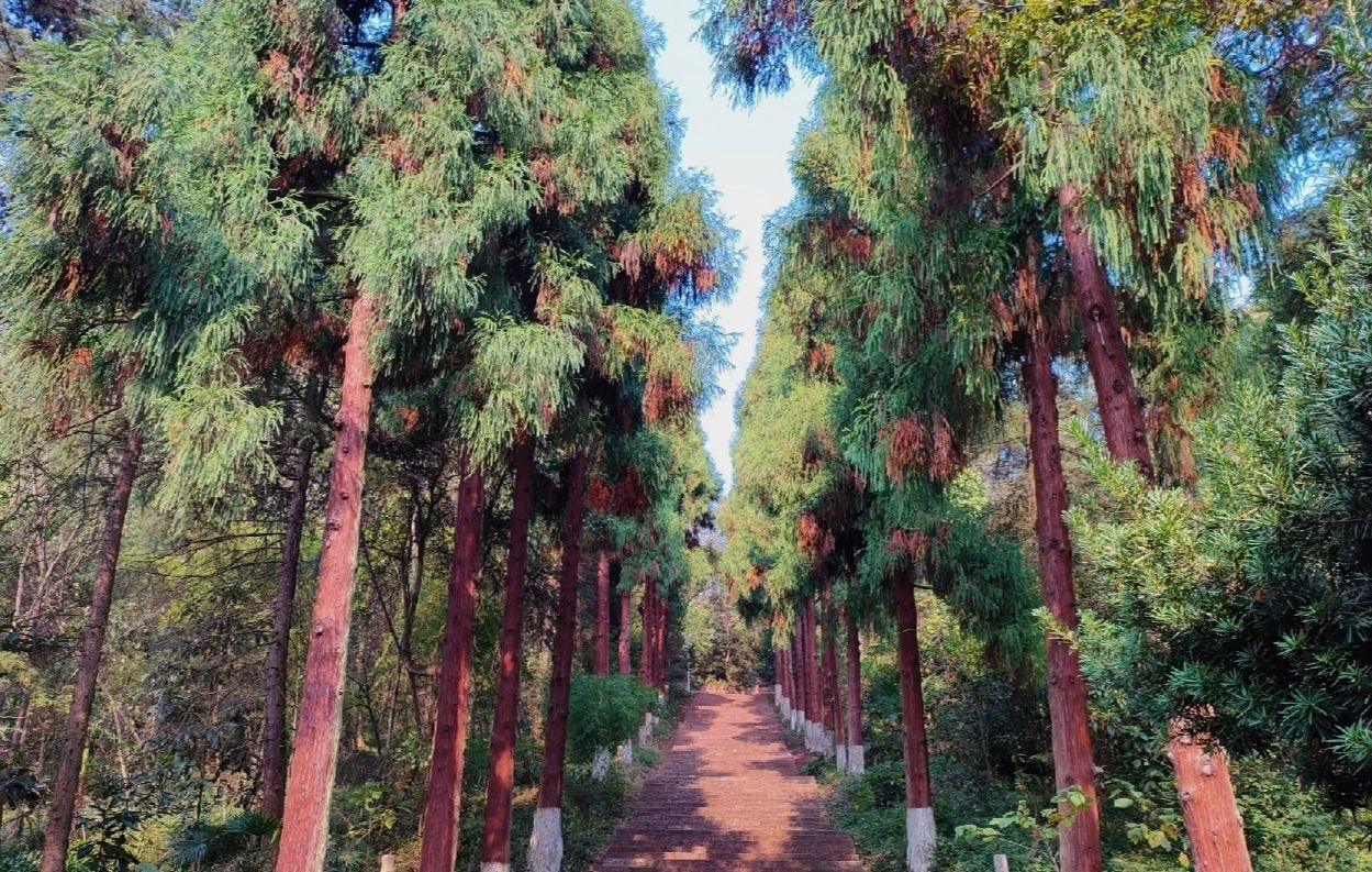 凤凰山森林公园旅行图片 2