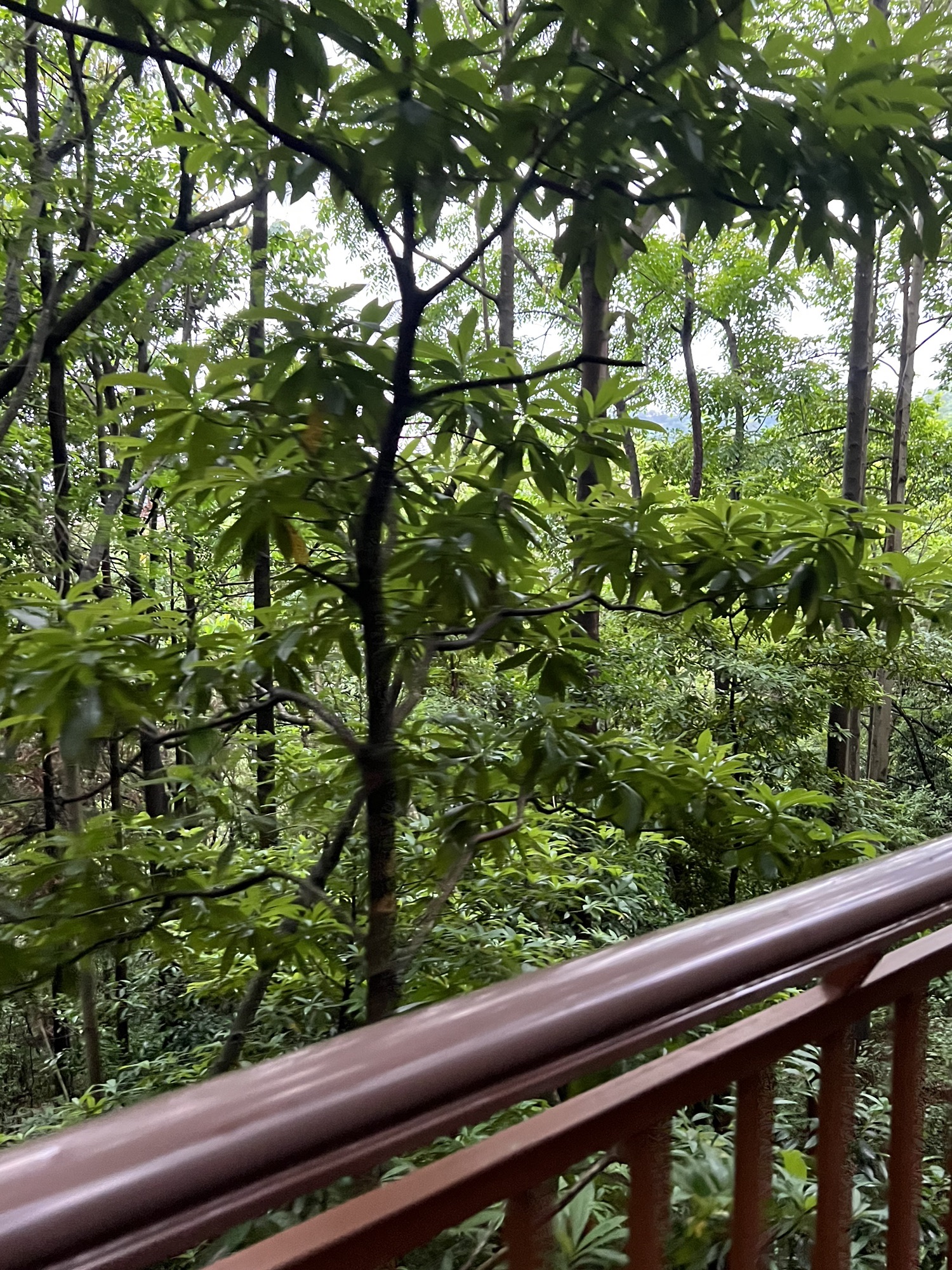 三明仙人谷国家森林公园旅行图片 2