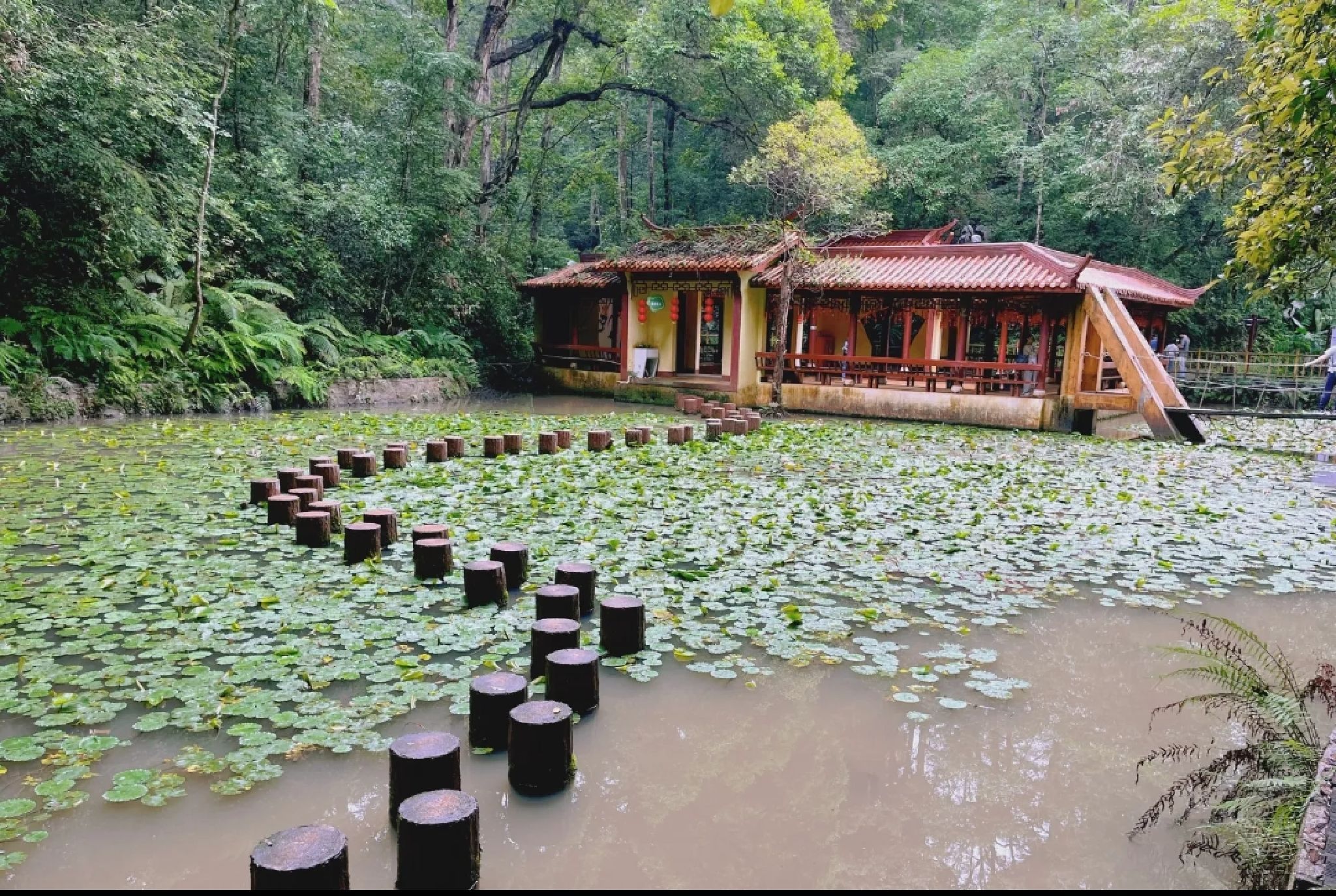 三元国家森林公园格氏栲景区