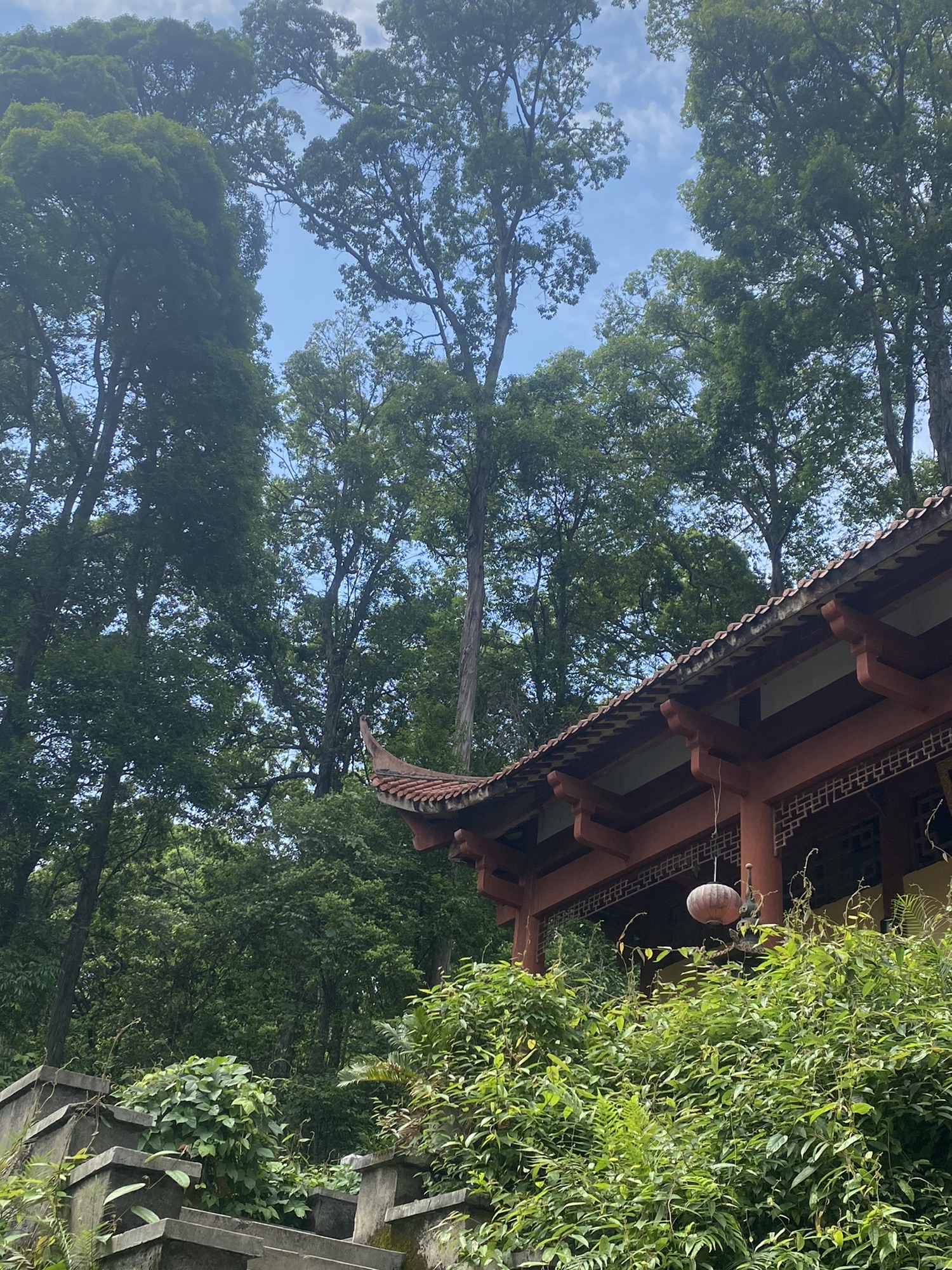 三元国家森林公园格氏栲景区旅行图片 3