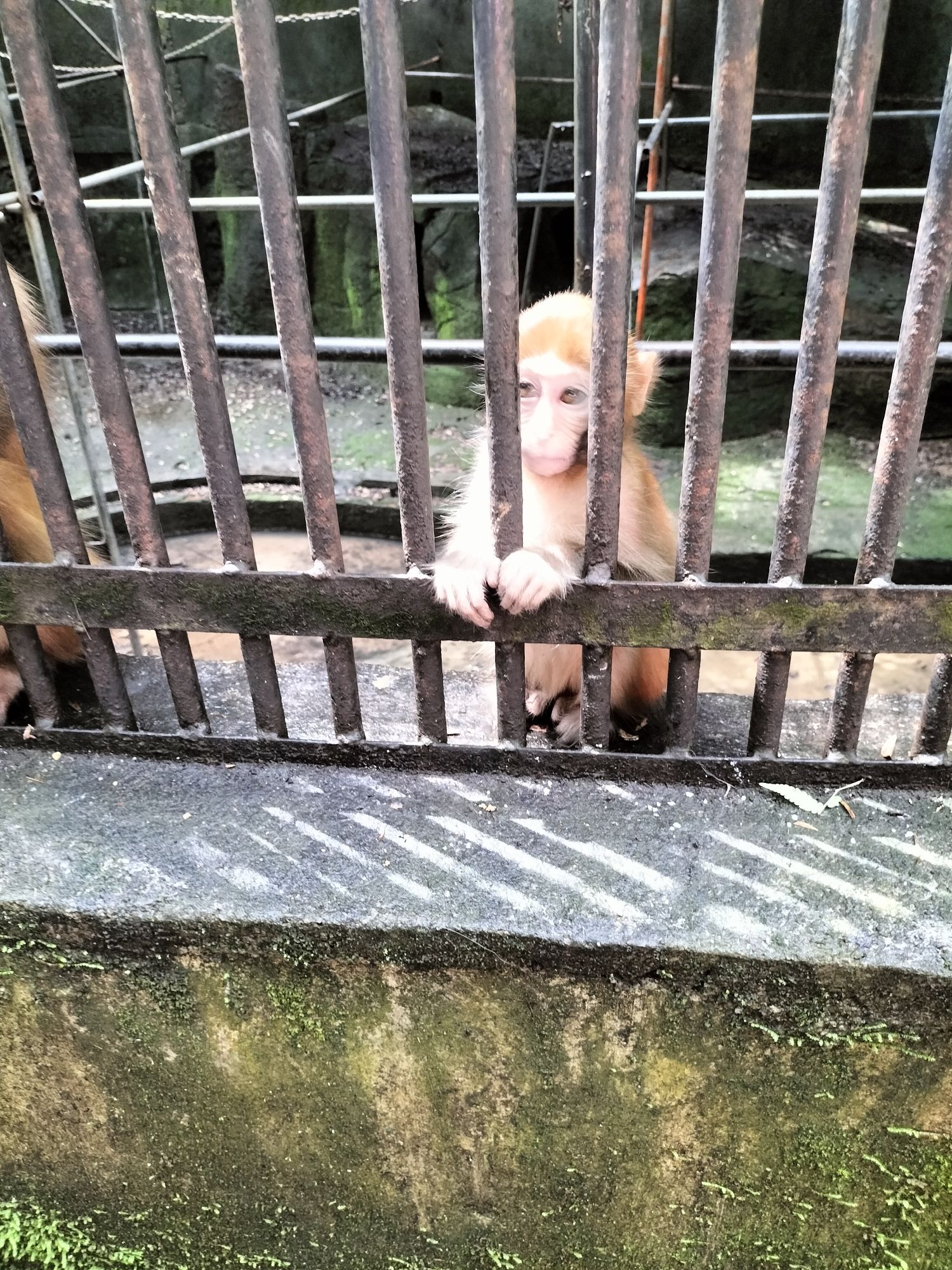 三元国家森林公园格氏栲景区旅行图片 2