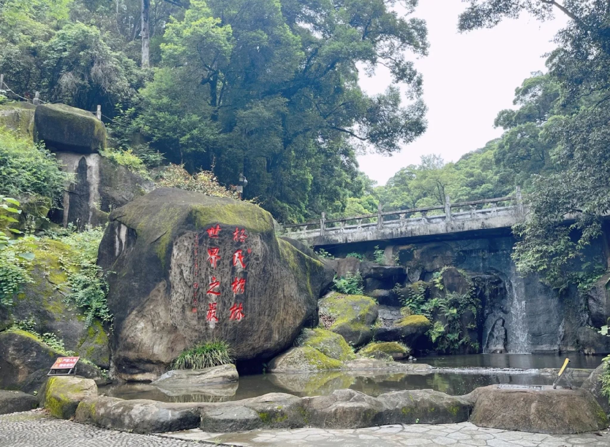 三元国家森林公园格氏栲景区