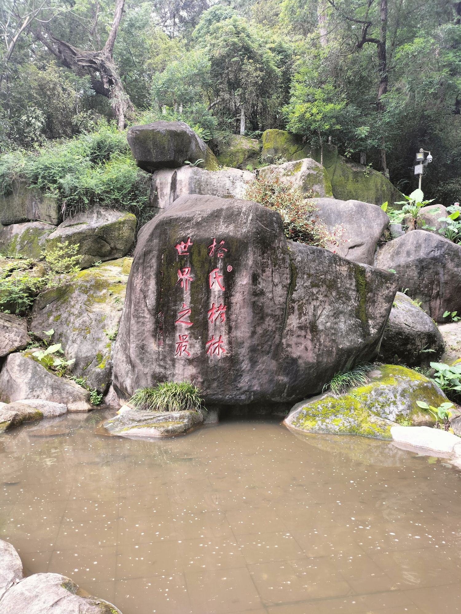 三元国家森林公园格氏栲景区旅行图片 1