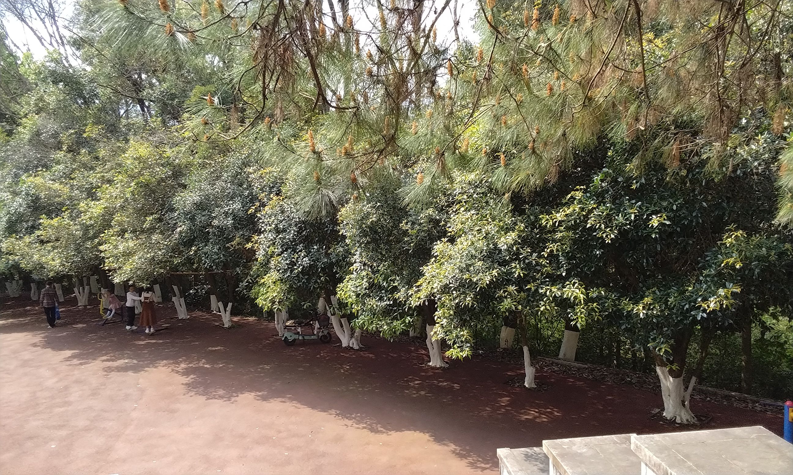 白岩公园旅行图片 3