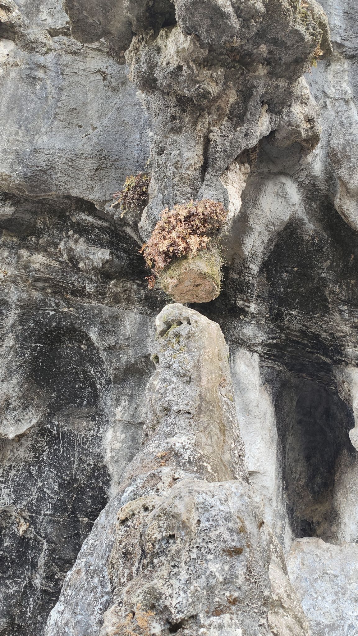 鳞隐石林旅行图片 3