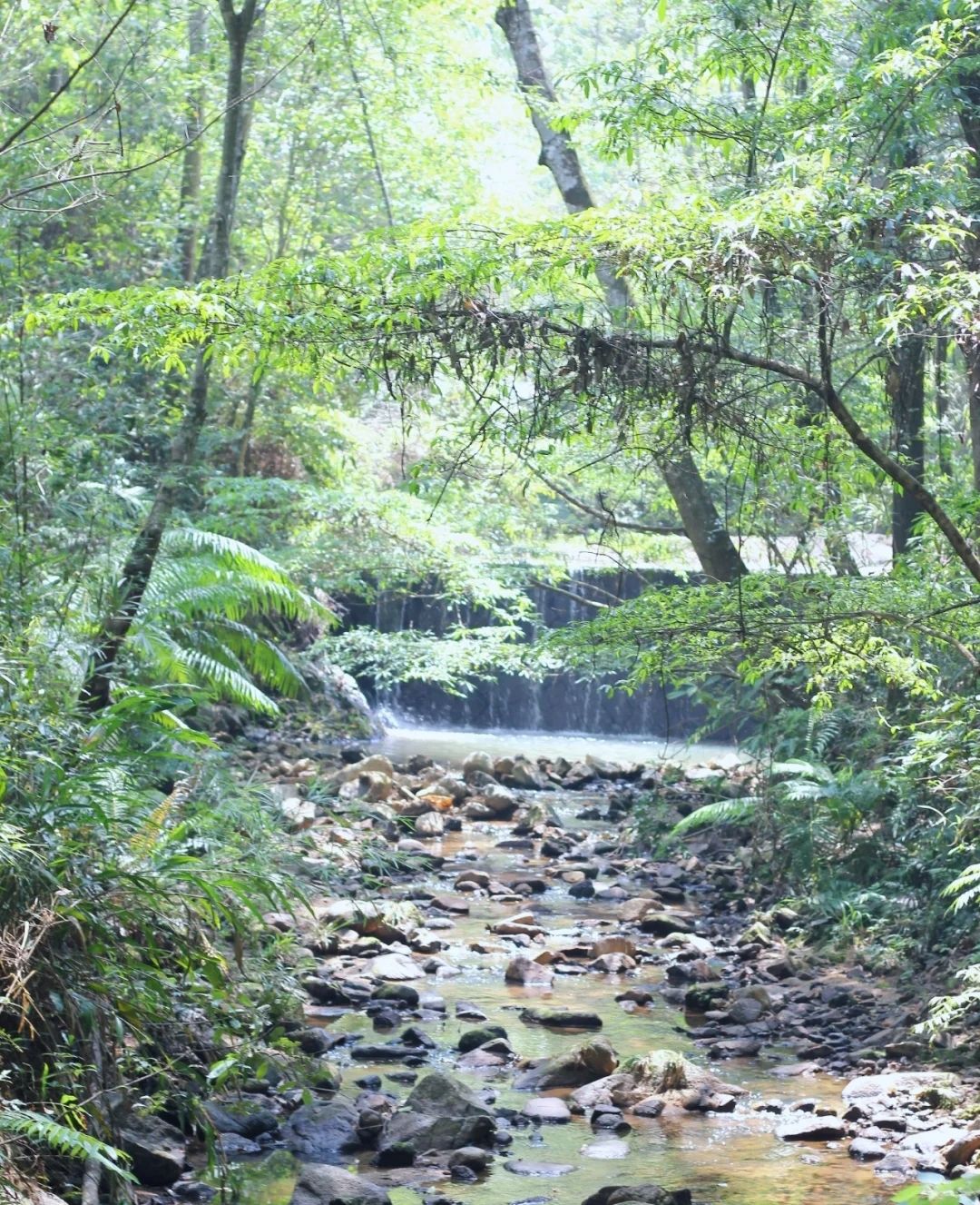 金丝湾森林公园旅行图片 3