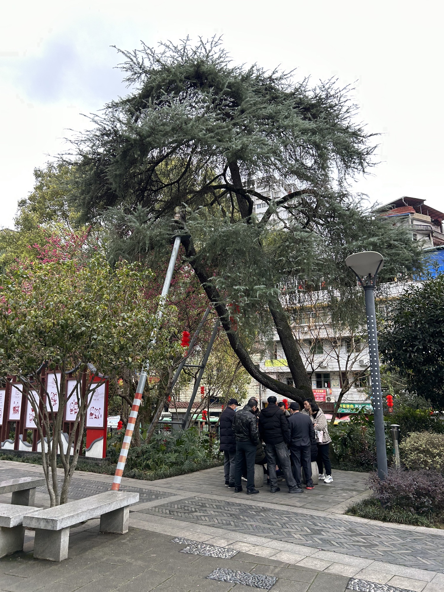 杨真公园旅行图片 1