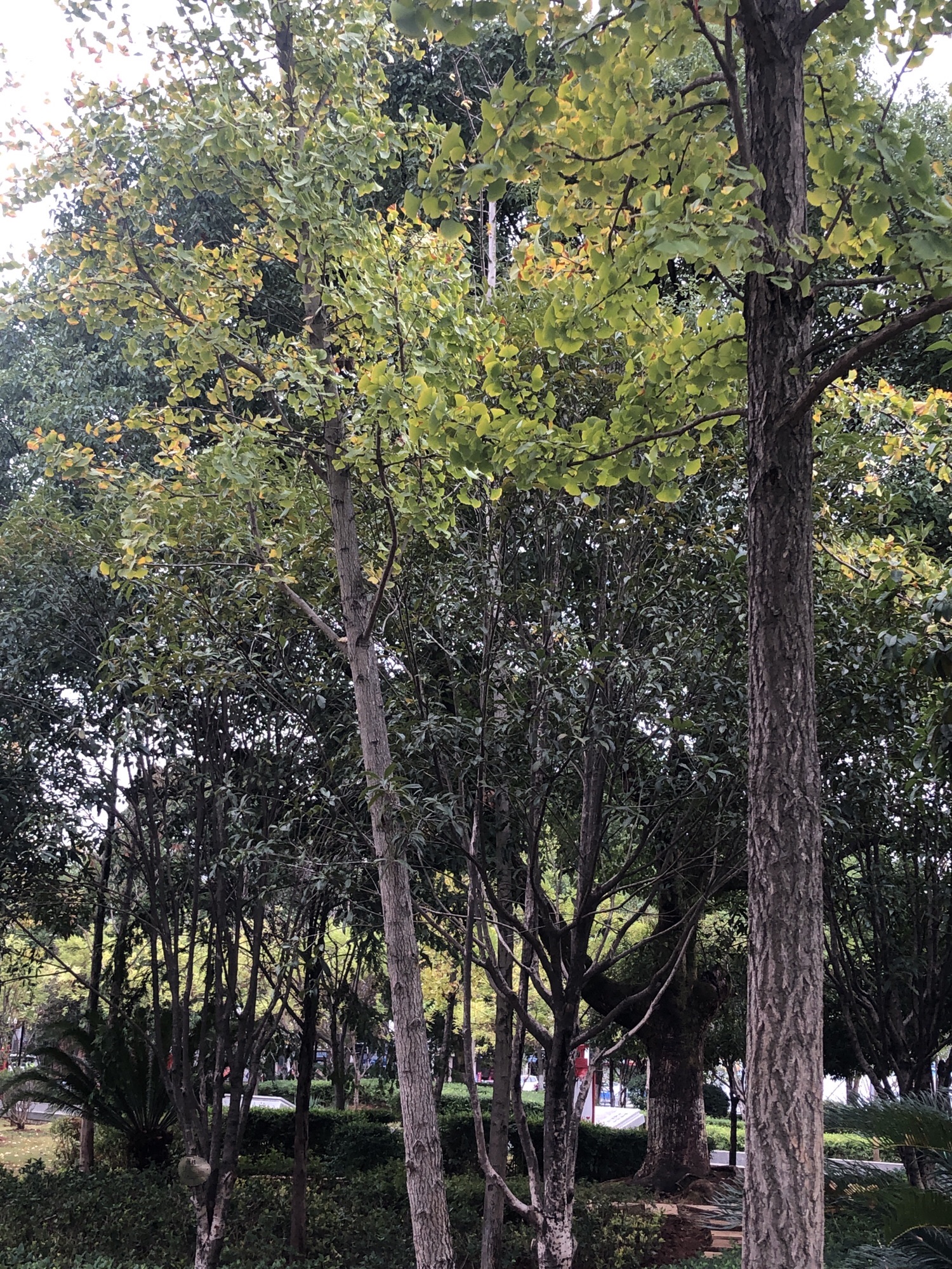 潭山公园旅行图片 2