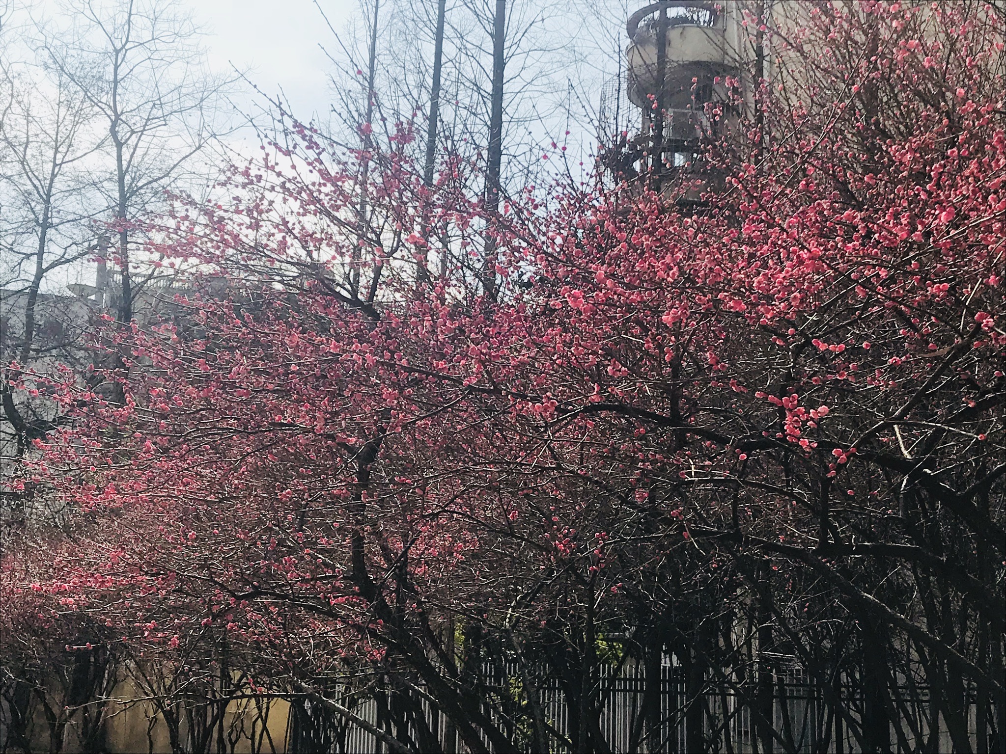 熙春园旅行图片 2