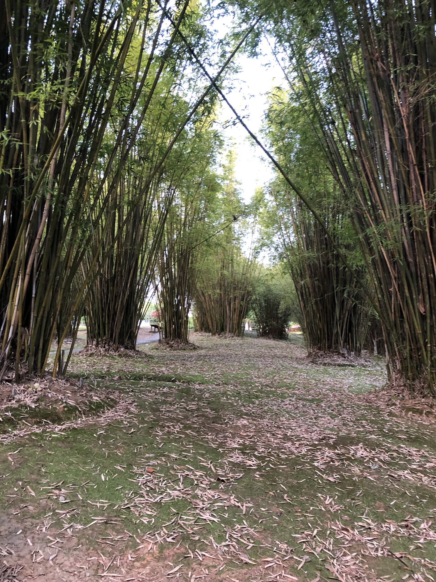 武夷和园旅行图片 1