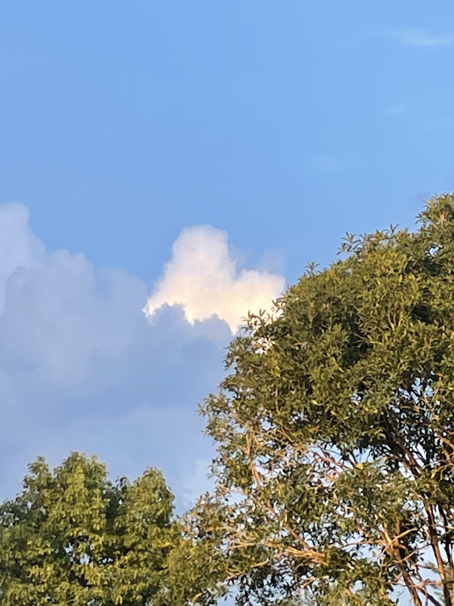 中华武夷茶博园旅行图片 3
