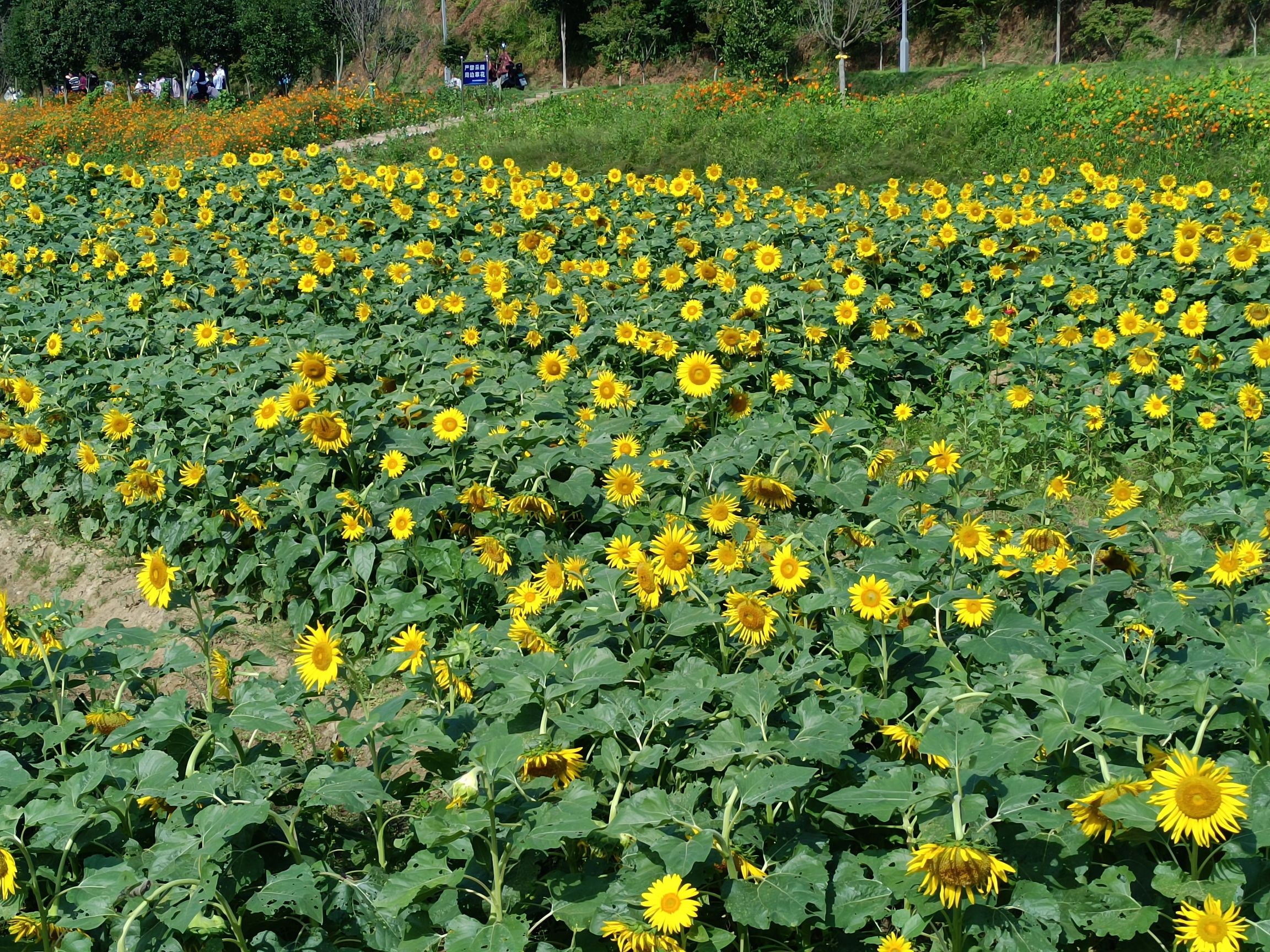 福山森林公园