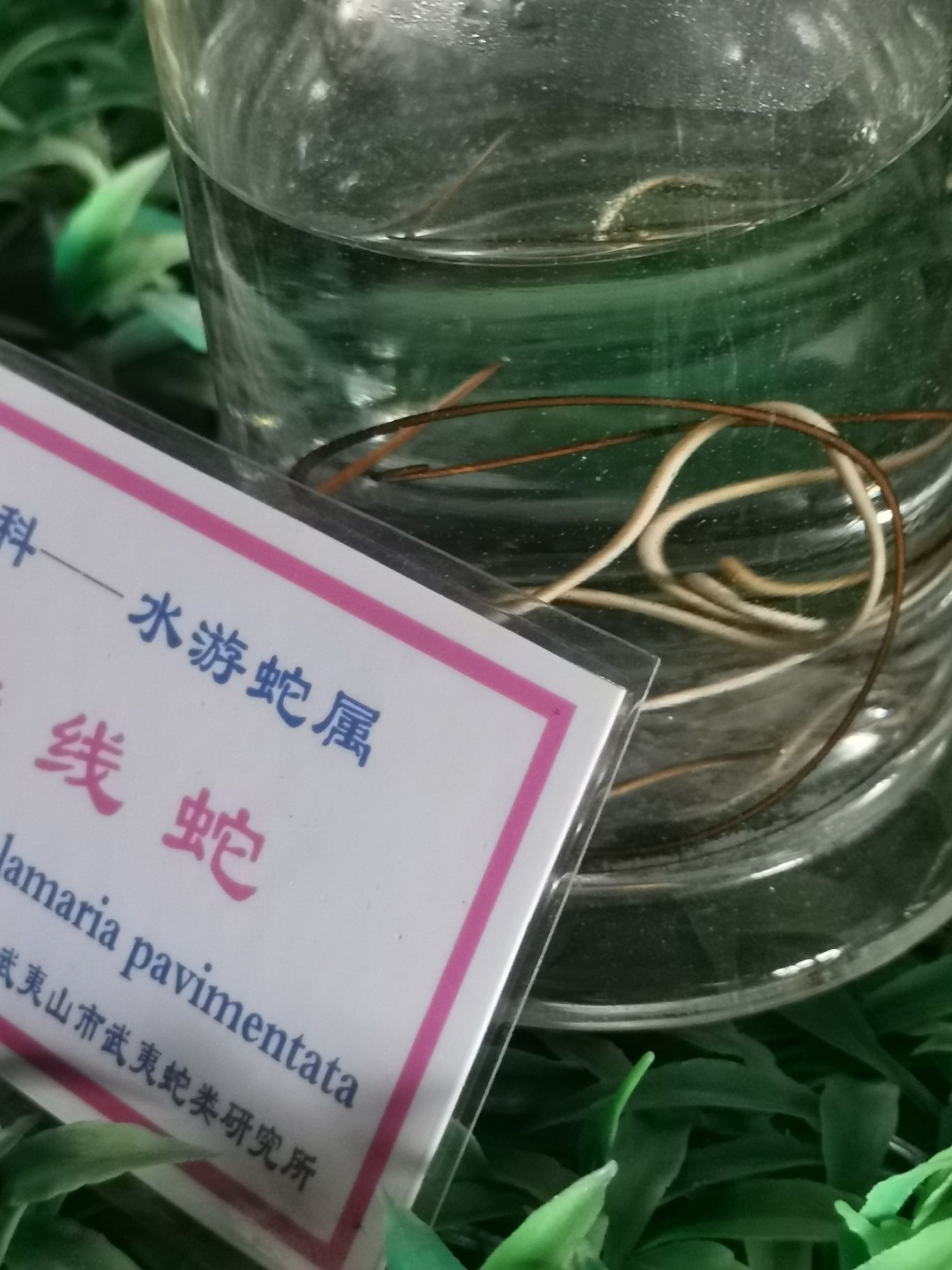 武夷蛇博园旅行图片 1