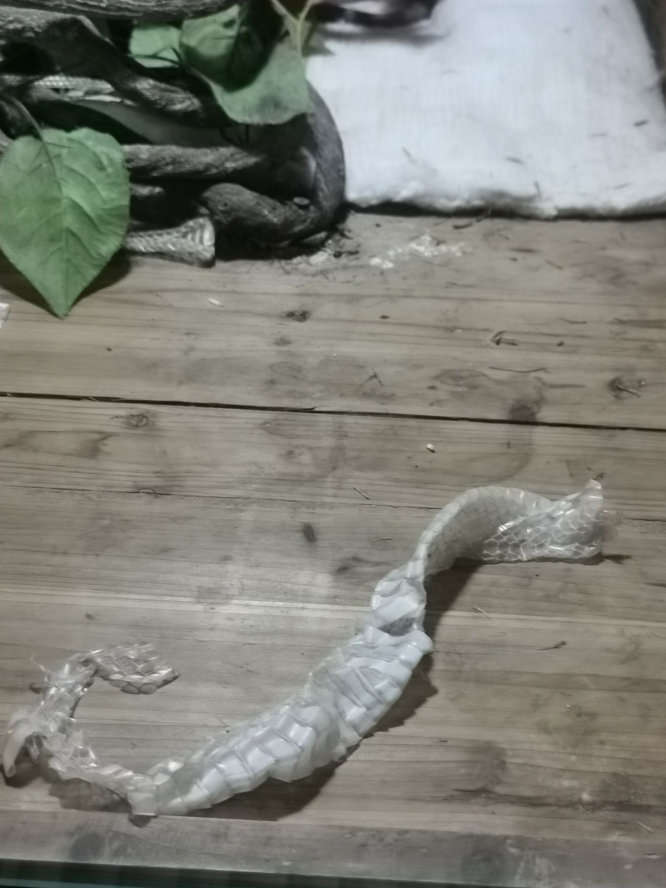 武夷蛇博园旅行图片 3