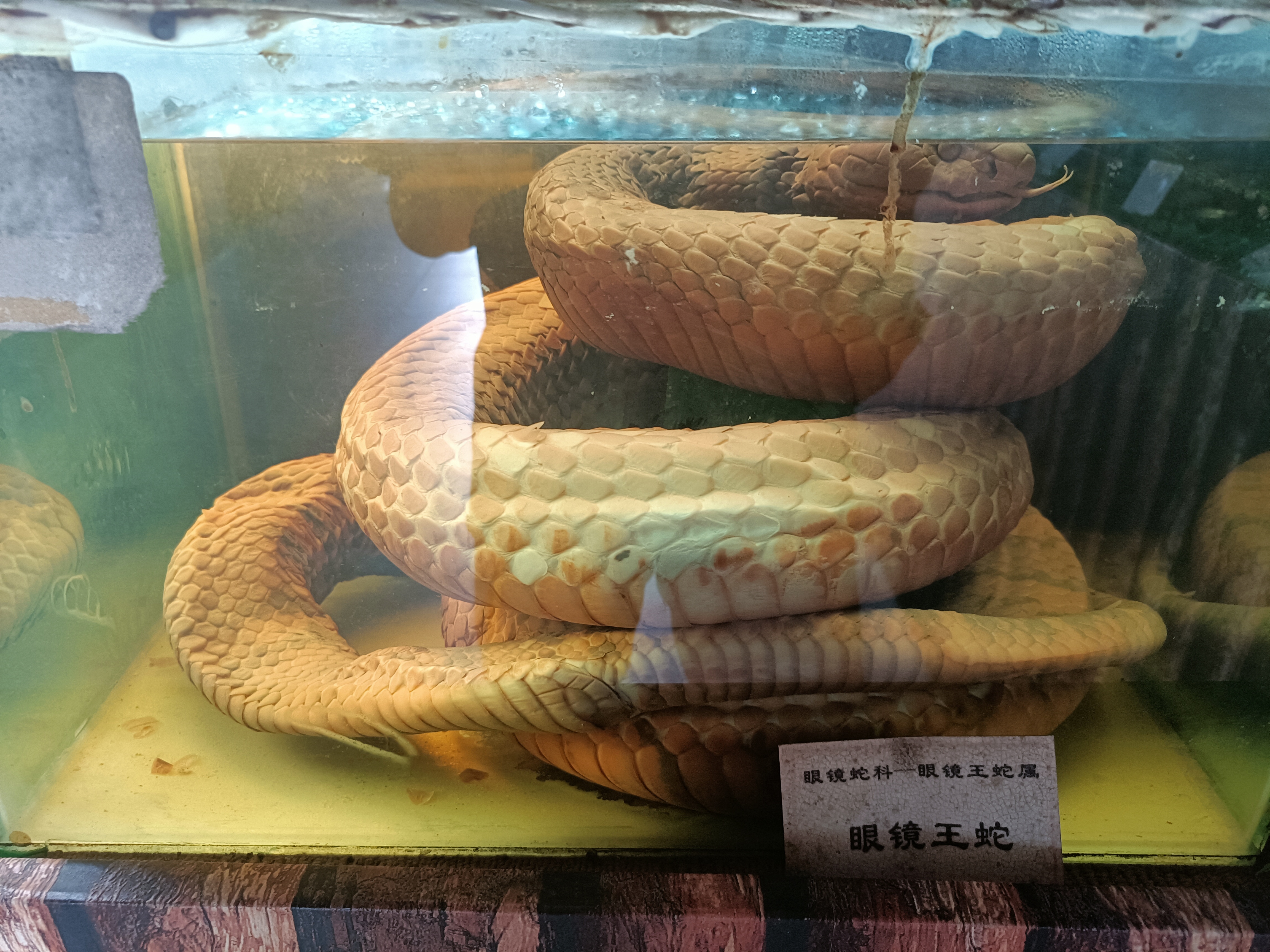 武夷蛇博园旅行图片 3