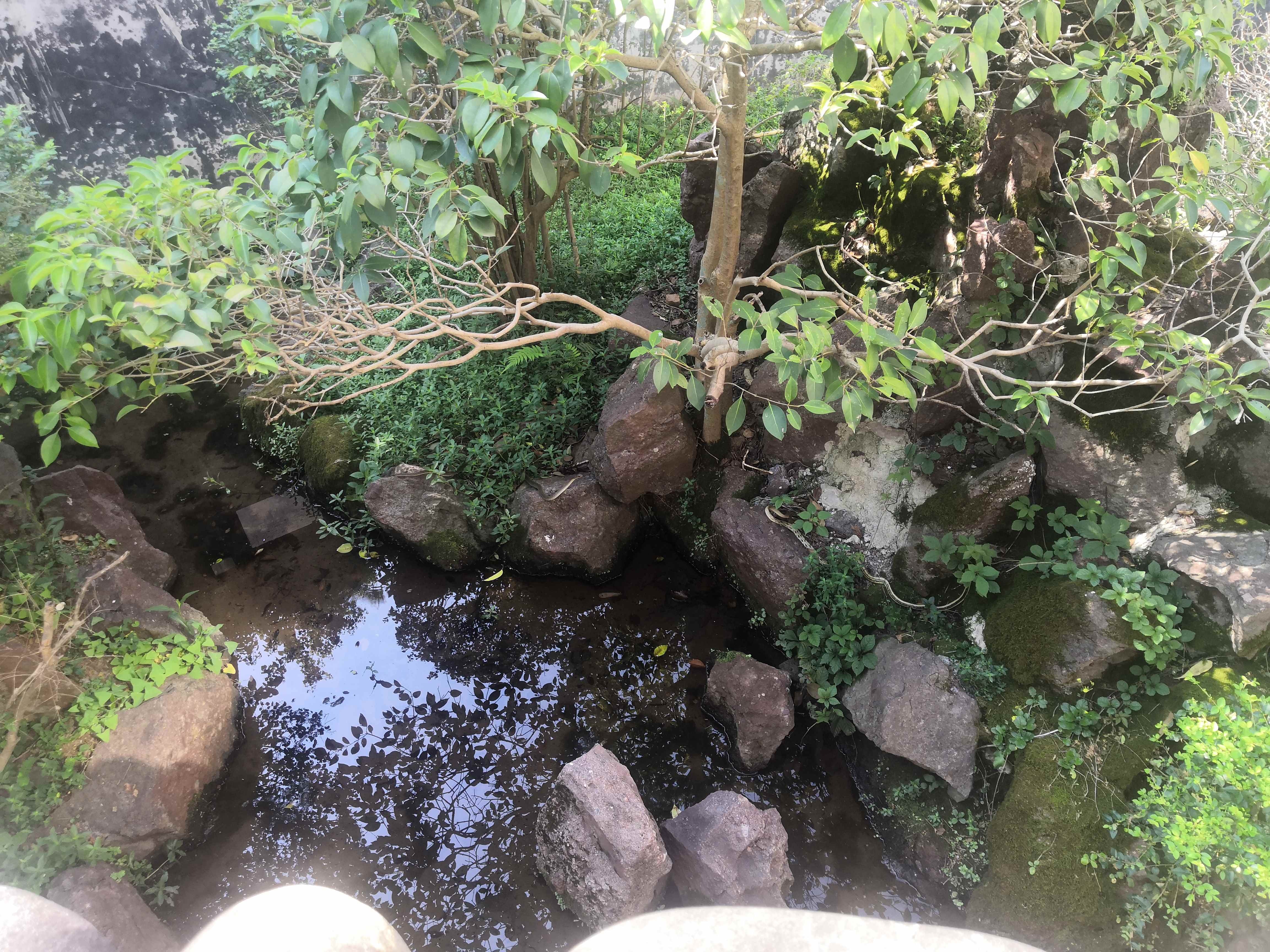 武夷蛇博园旅行图片 1