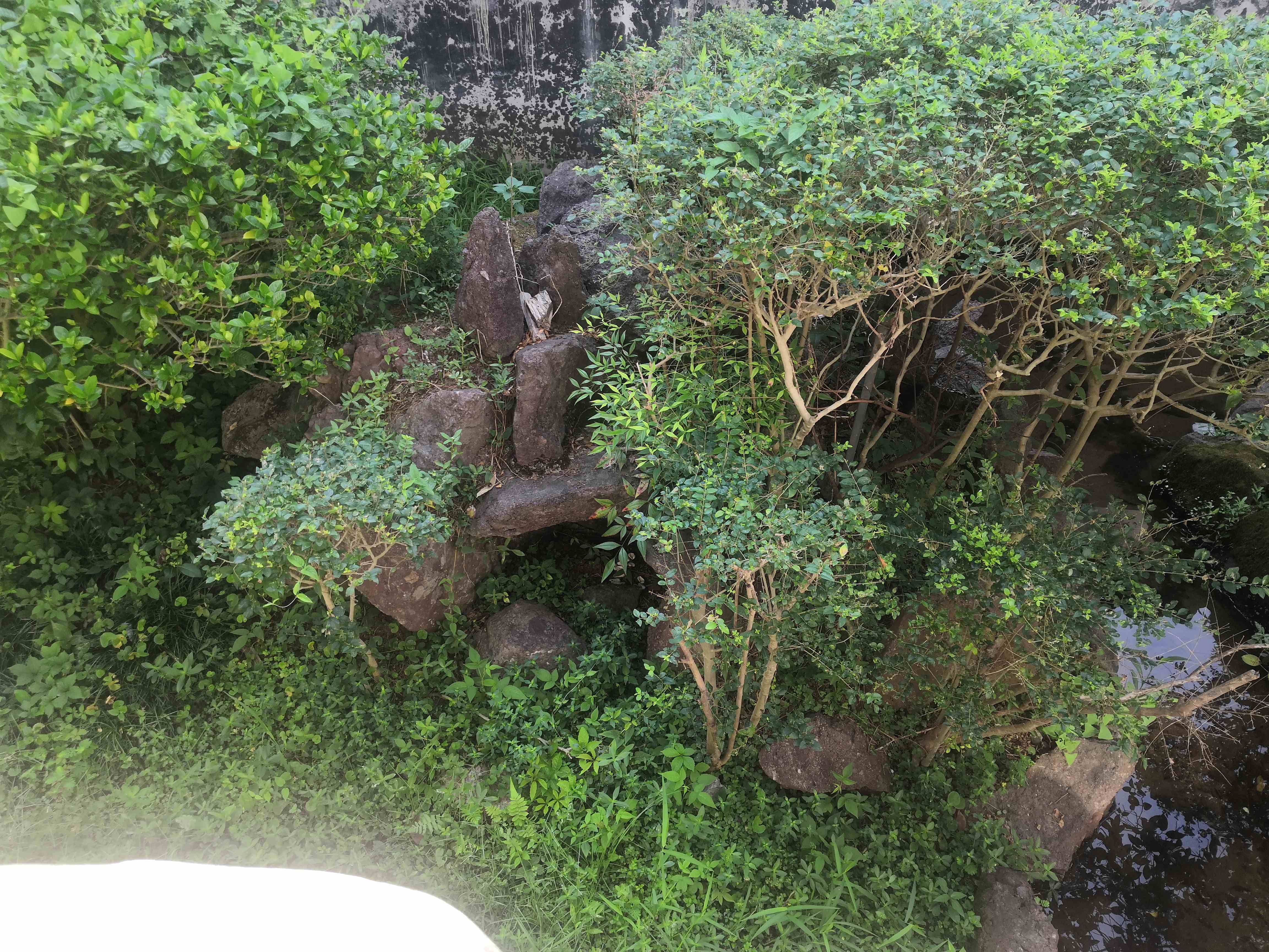 武夷蛇博园旅行图片 2