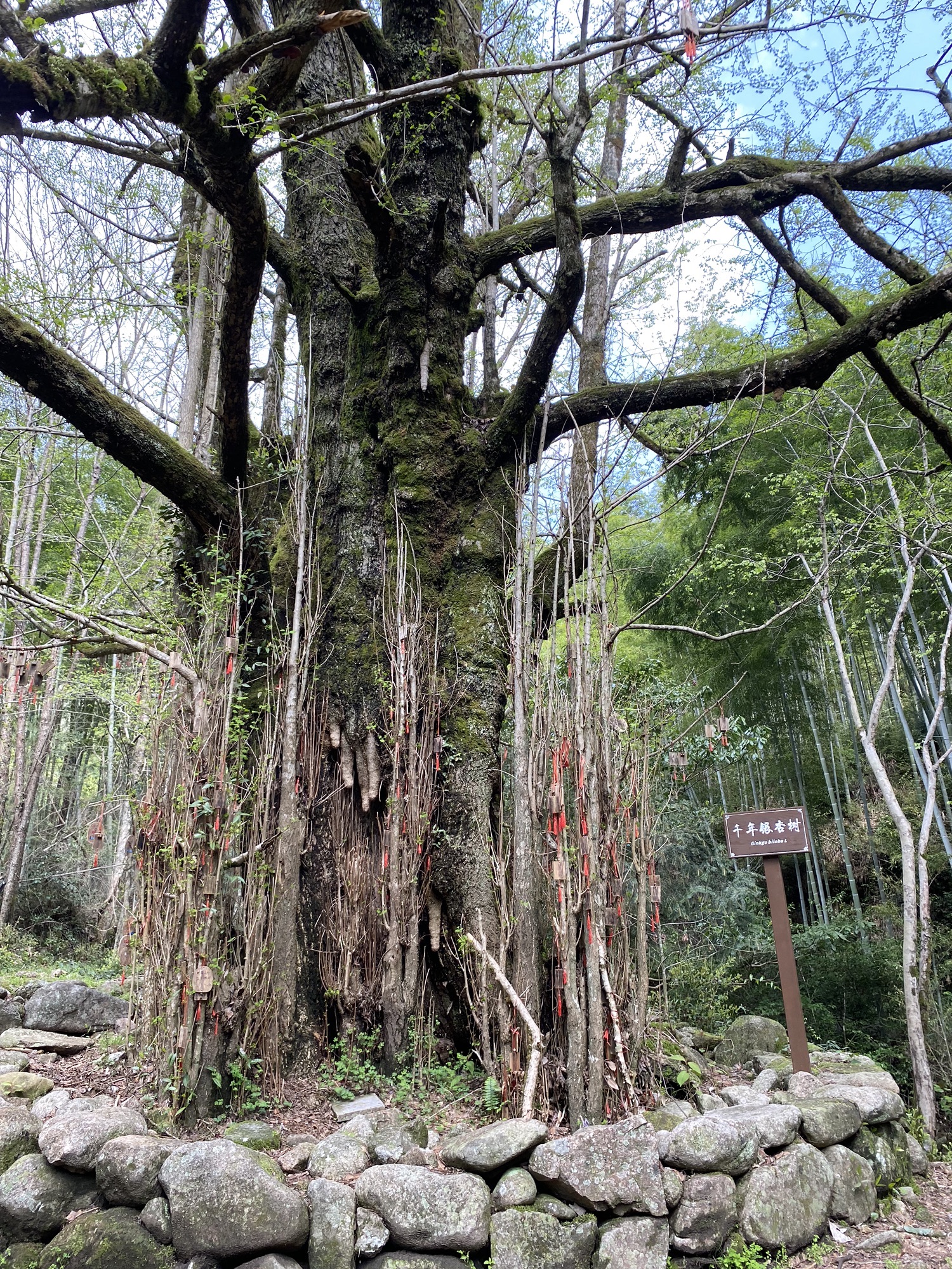 云灵山旅游景区旅行图片 2