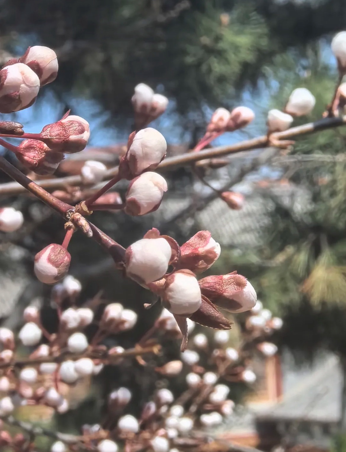 环翠楼公园旅行图片 2