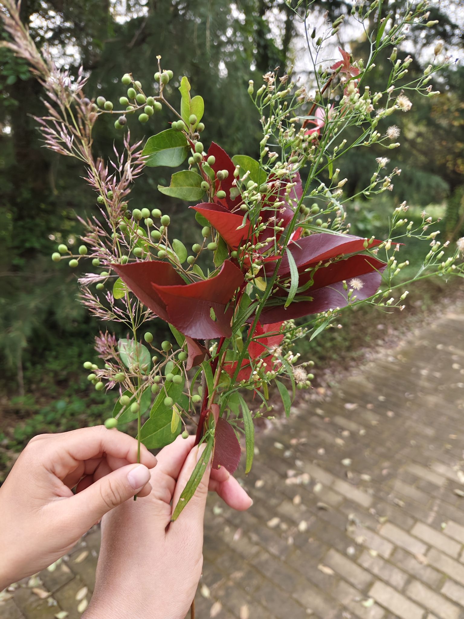 青山公园旅行图片 2