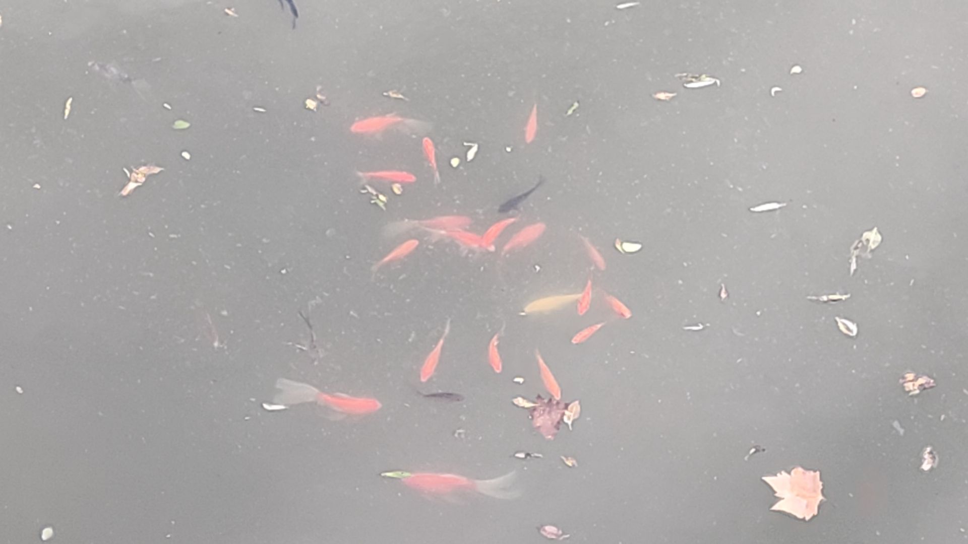 青山公园旅行图片 1