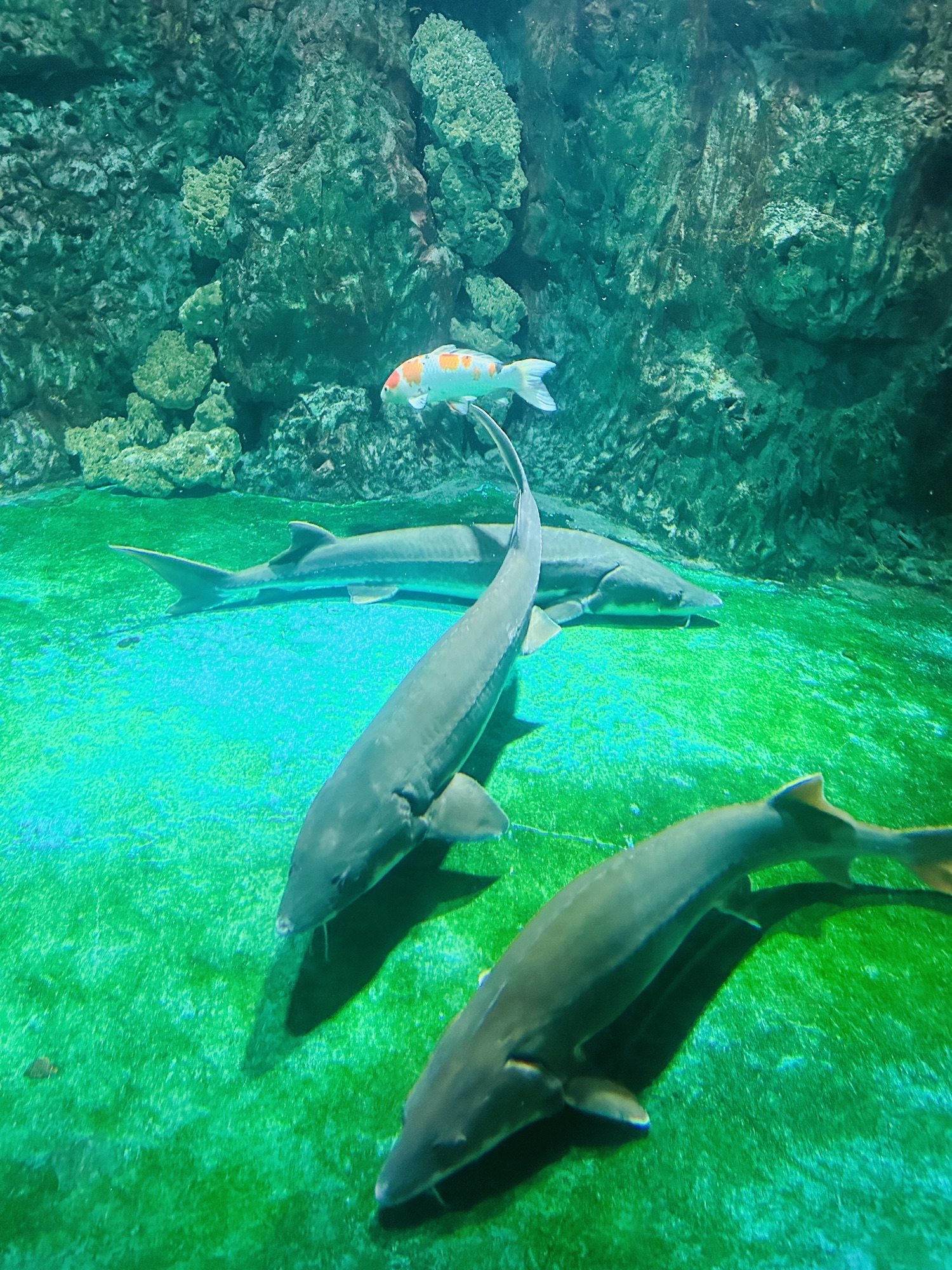 威海国际海水浴场旅行图片 2