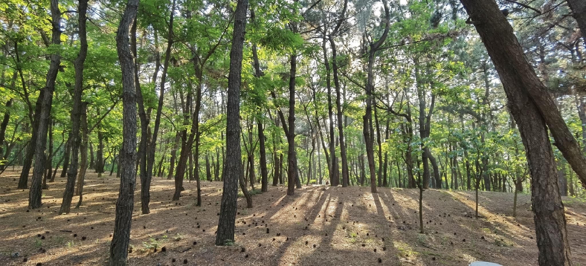 林海公园旅行图片 1