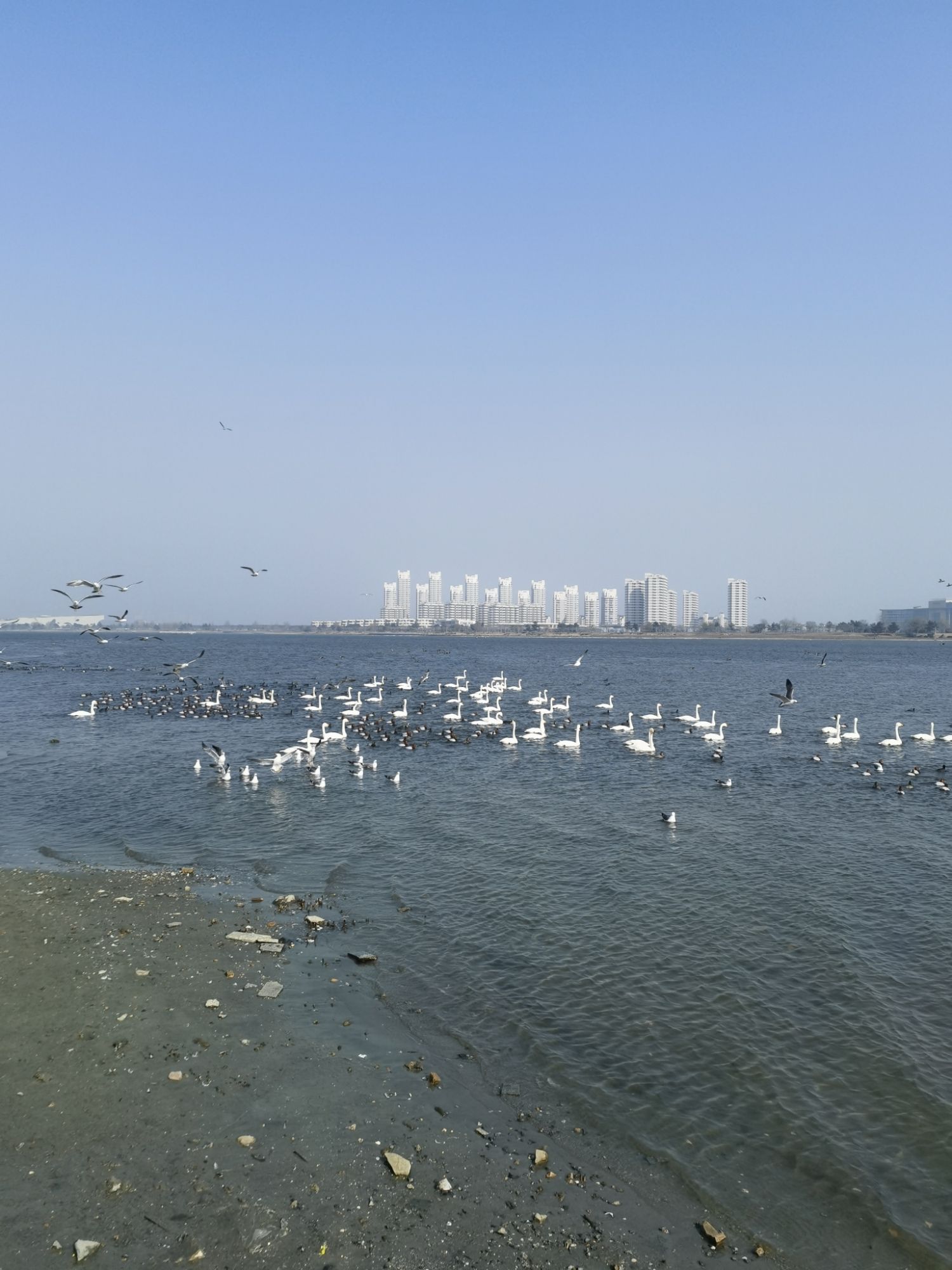 樱花湖旅行图片 2