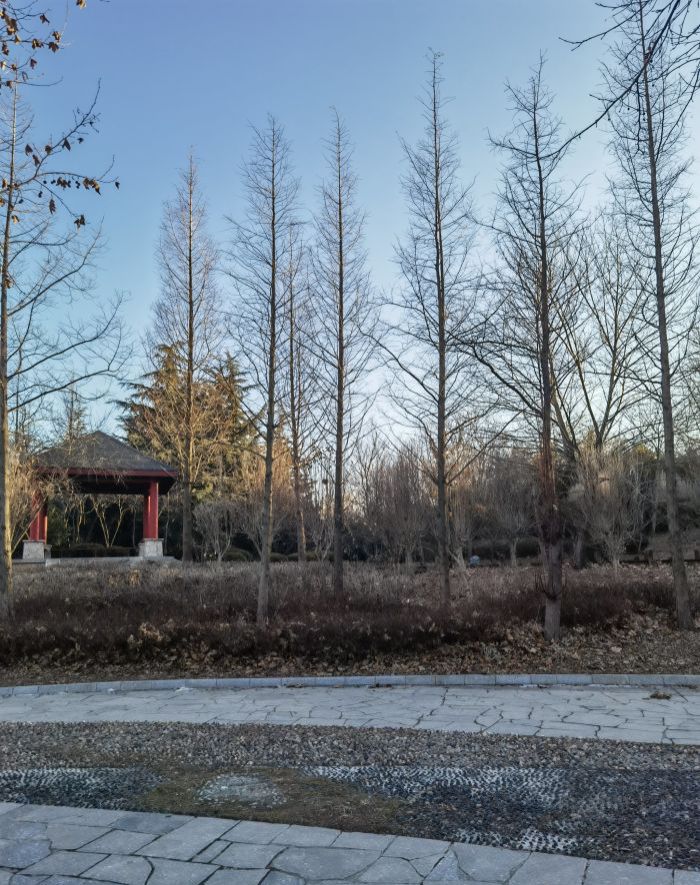 金牛山公园旅行图片 3