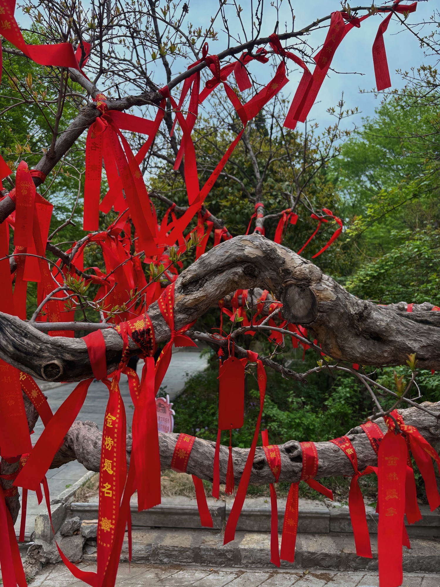 冠世榴园风景区旅行图片 3