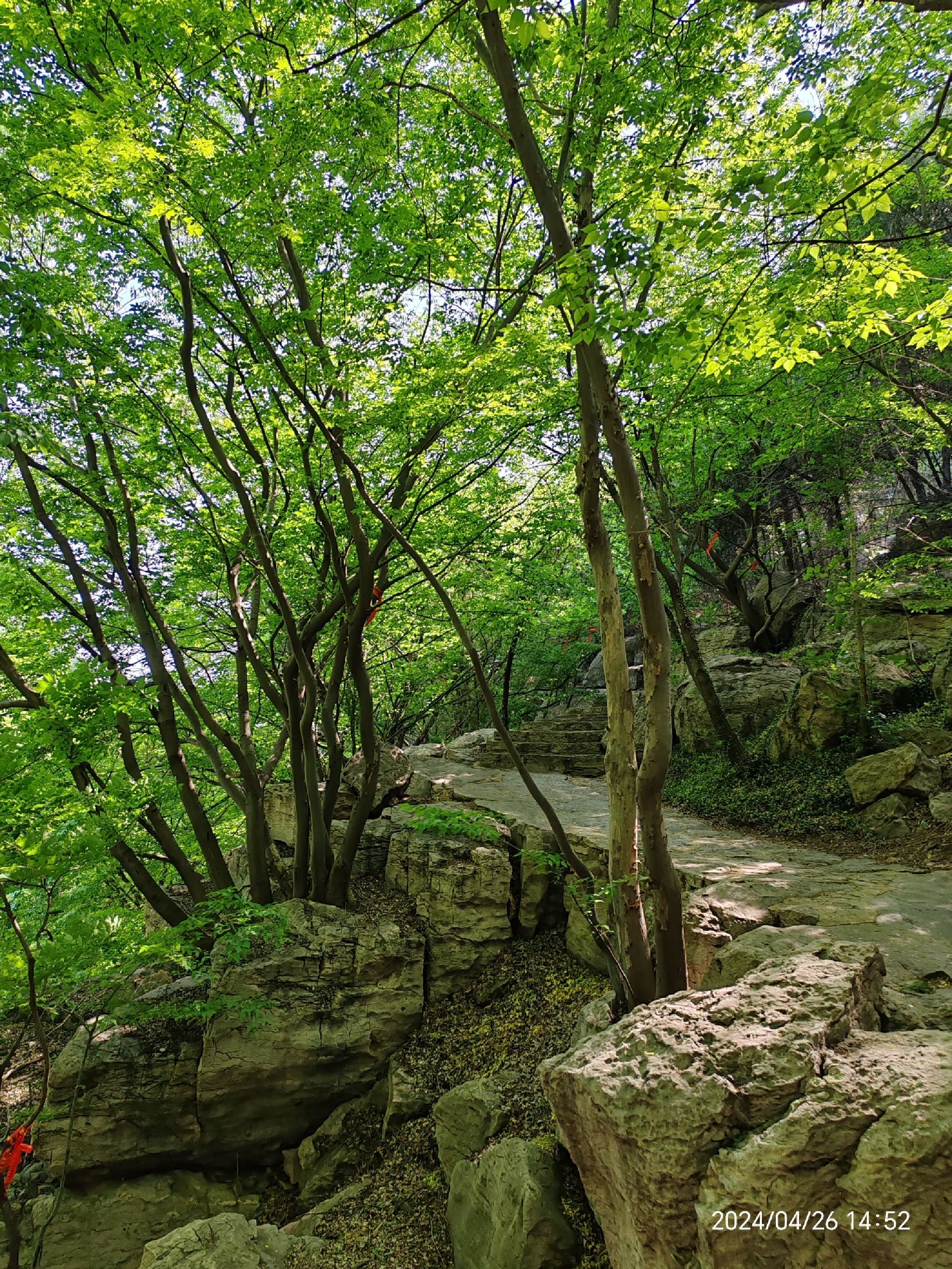 冠世榴园风景区旅行图片 2
