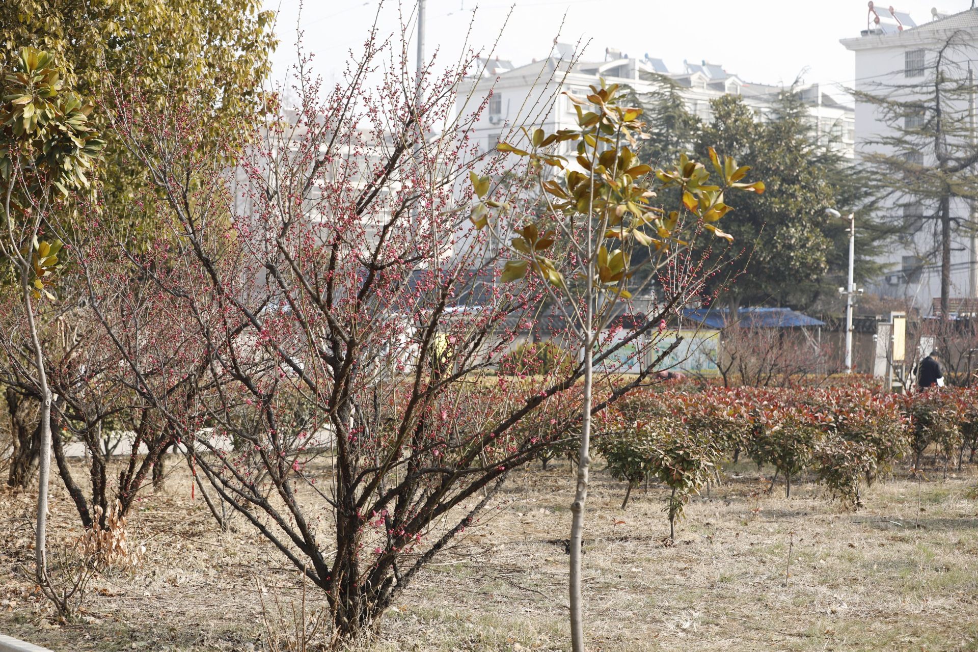 卧龙公园旅行图片 1