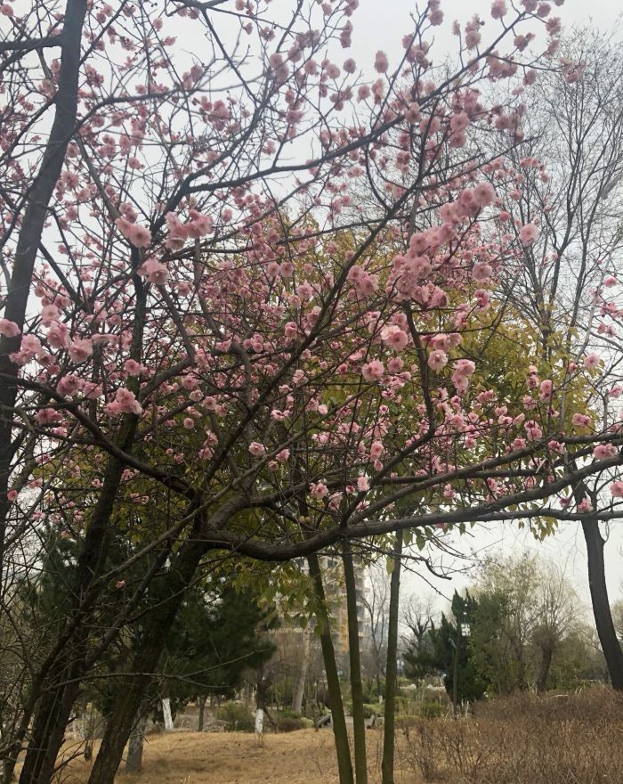 凤鸣公园旅行图片 3