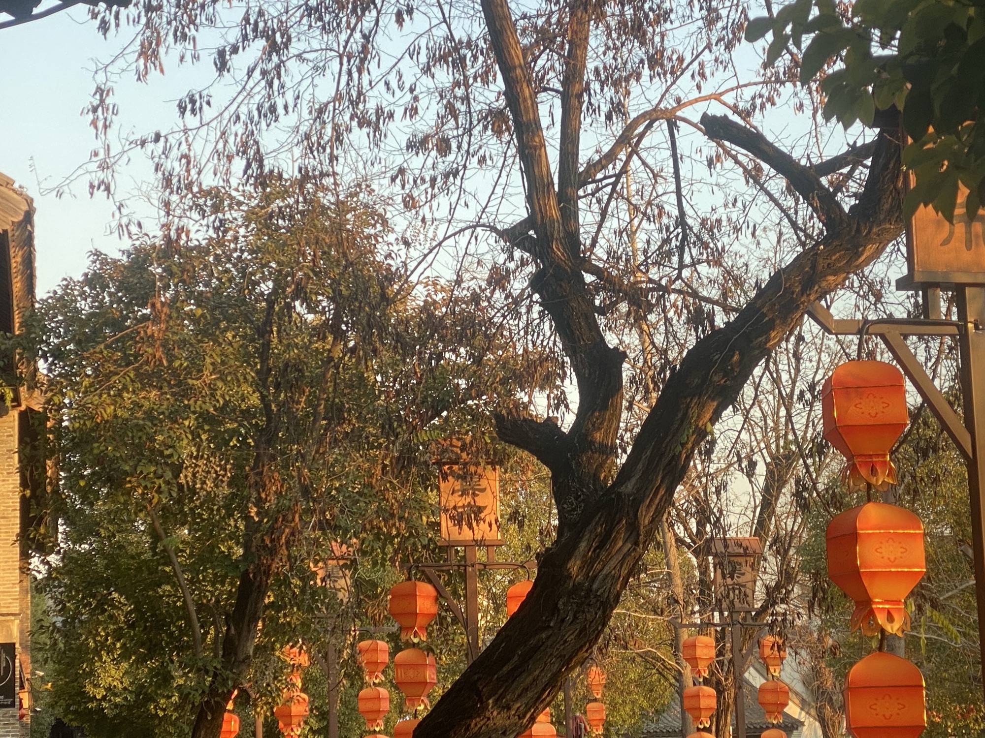 台儿庄古城旅行图片 1