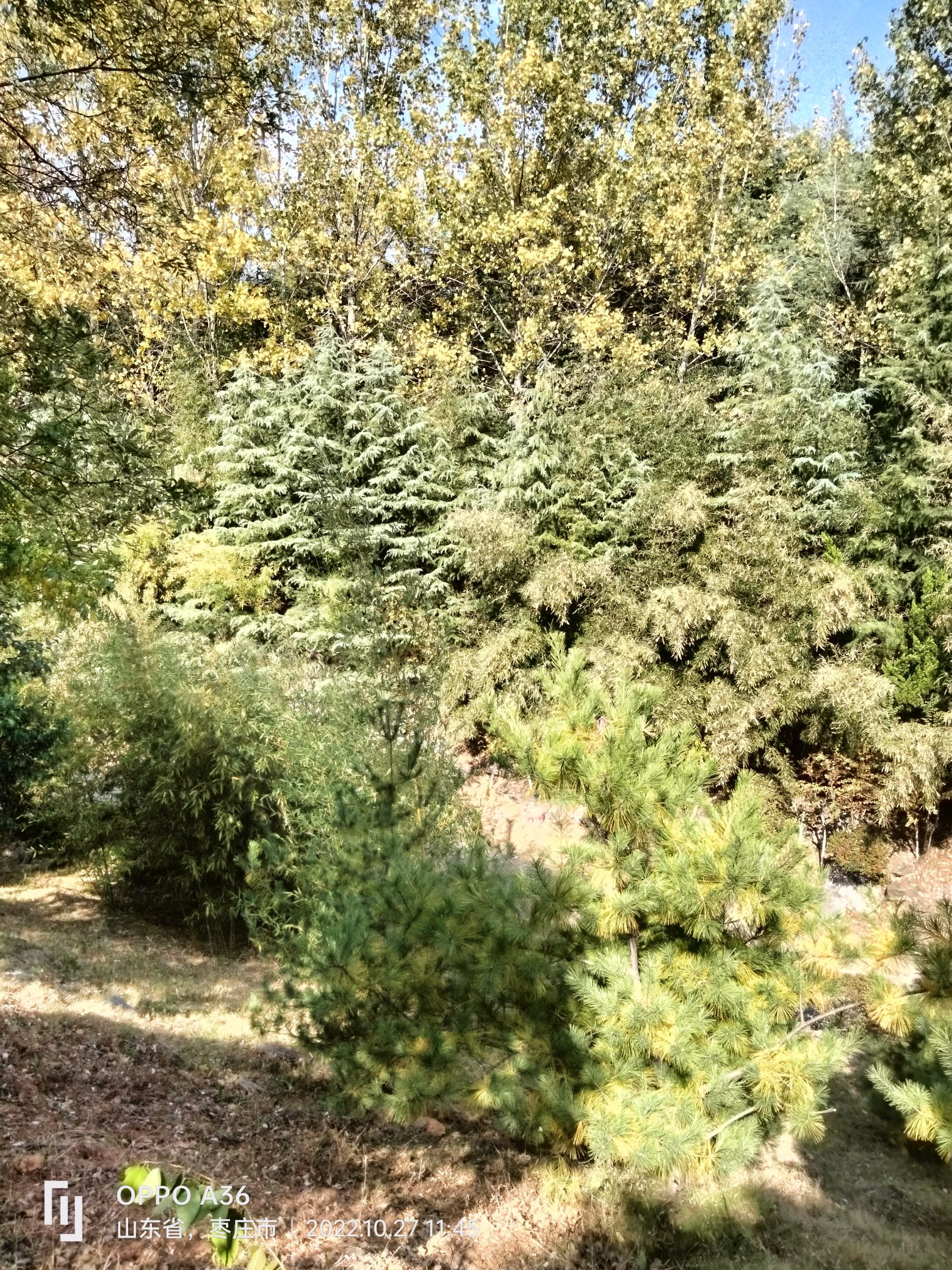 翠竹谷旅行图片 2