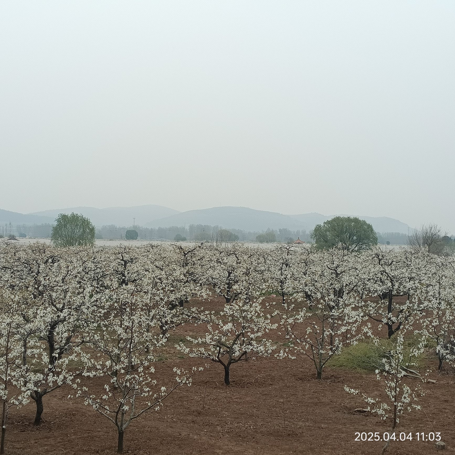 刘村梨园旅行图片 1