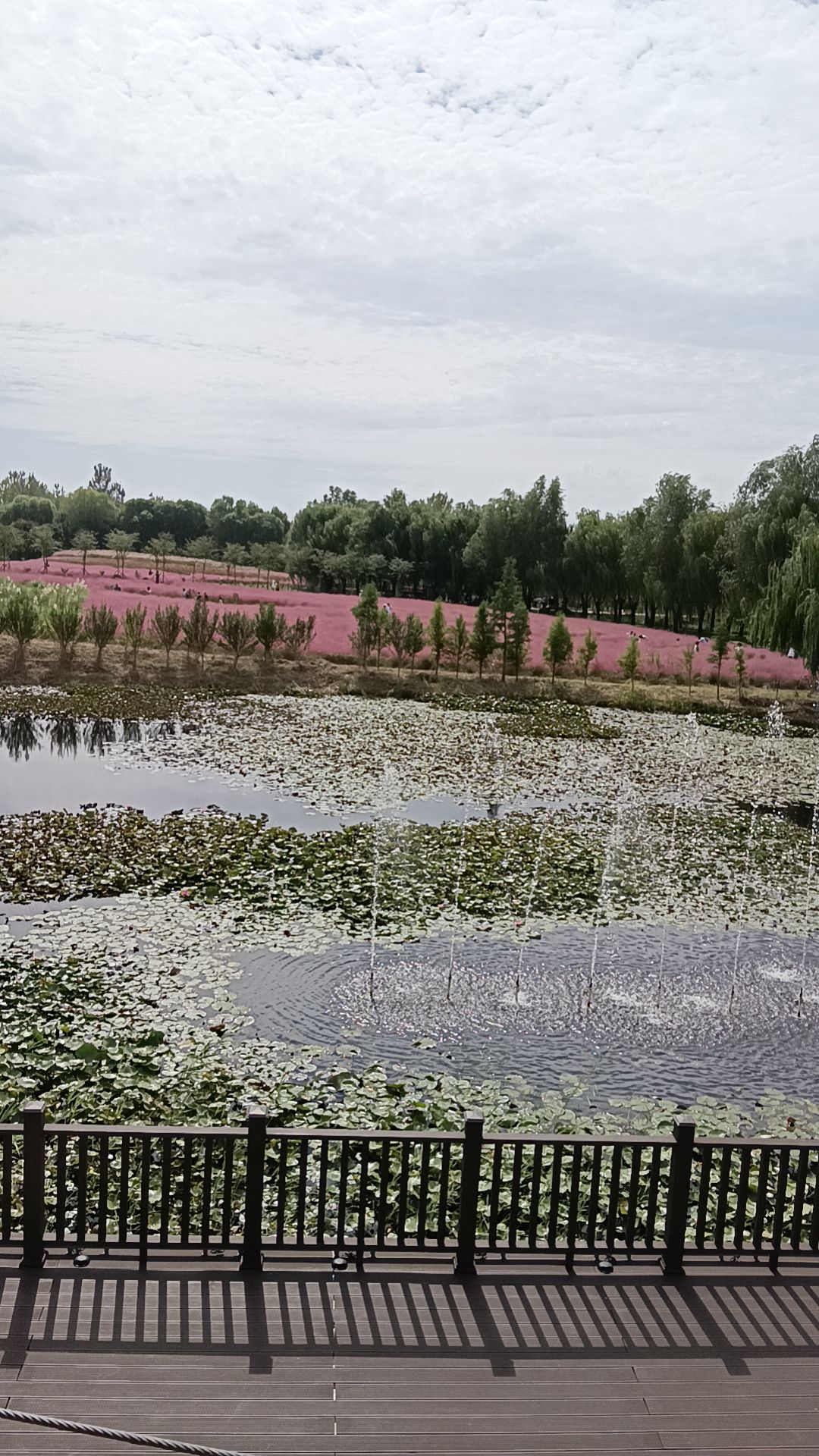 滕州微山湖红荷湿地景区旅行图片 3