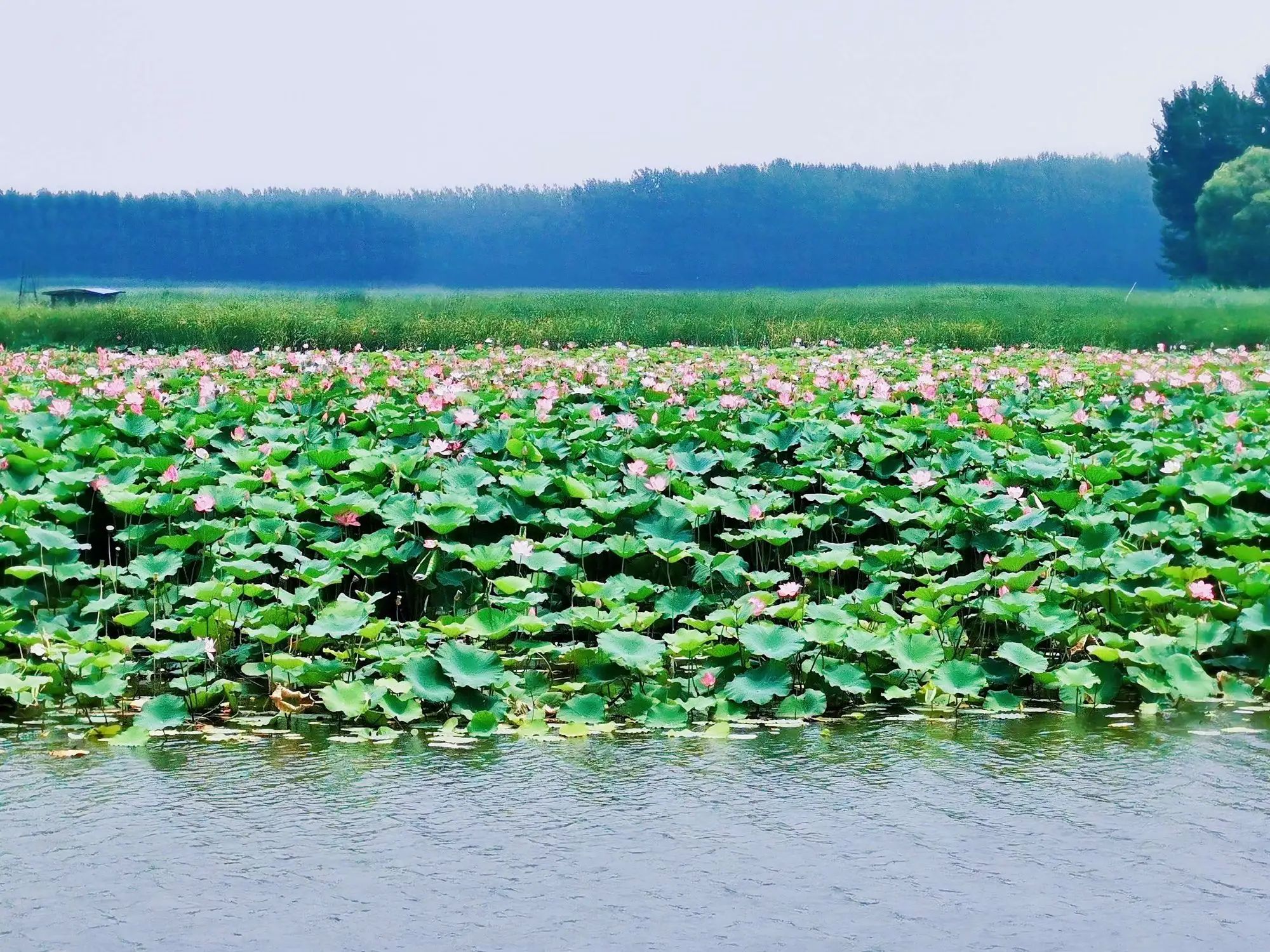 滕州微山湖红荷湿地景区旅行图片 2