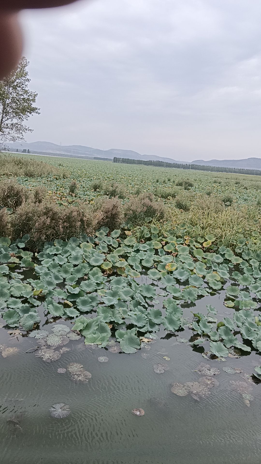 滕州微山湖红荷湿地景区旅行图片 2