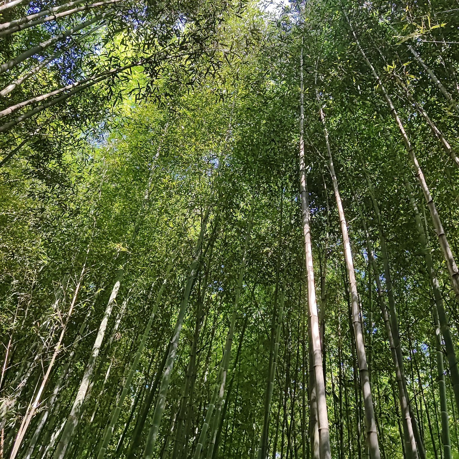 日照竹洞天风景区旅行图片 1
