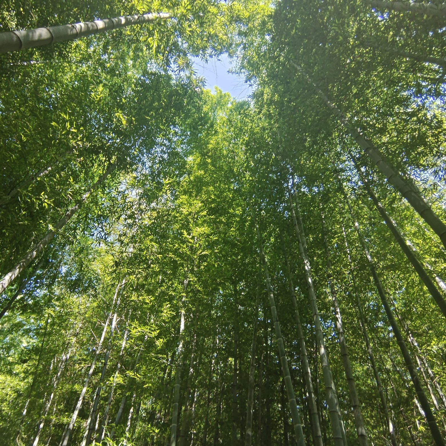 日照竹洞天风景区旅行图片 3