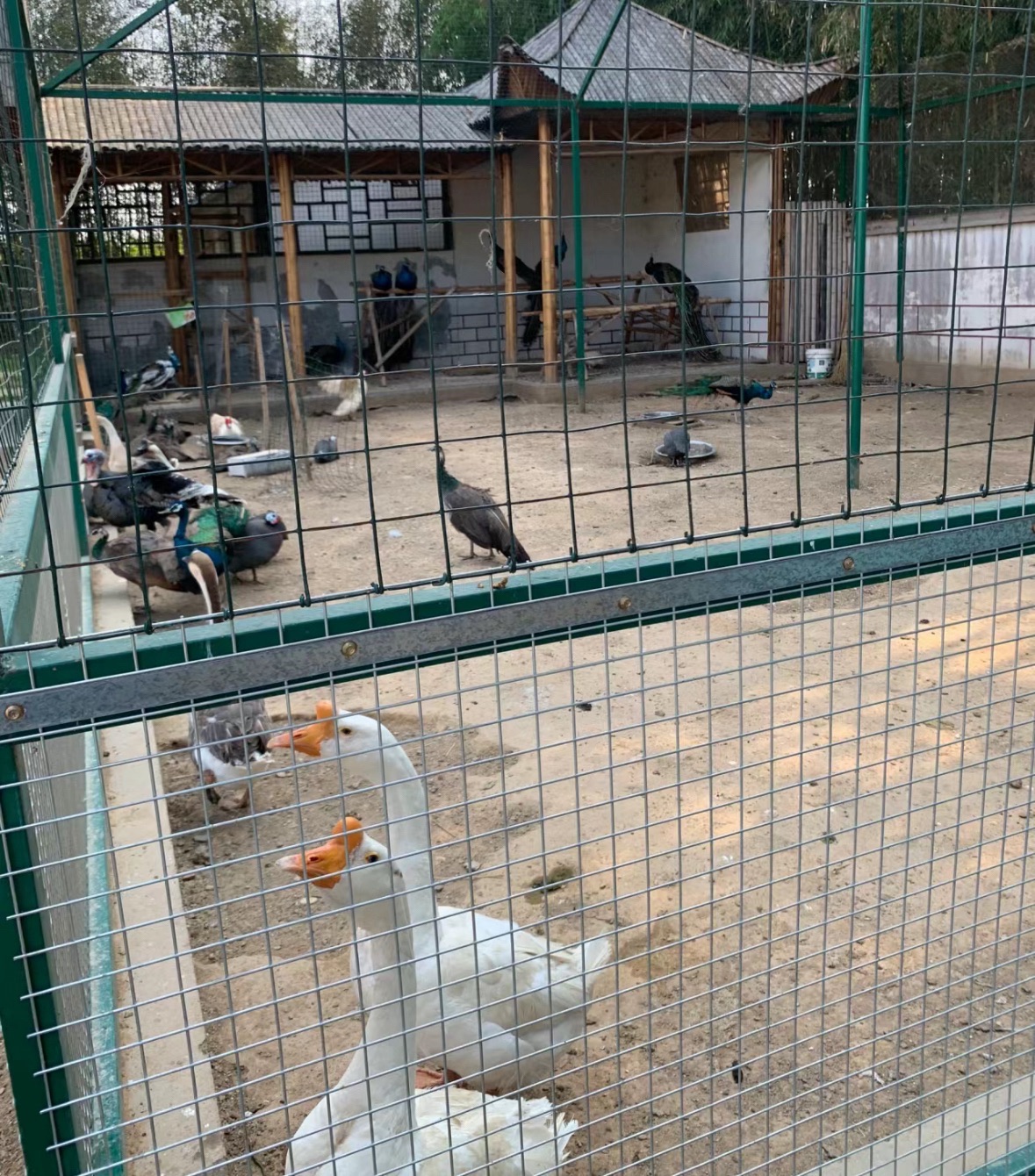 日照竹洞天风景区旅行图片 2