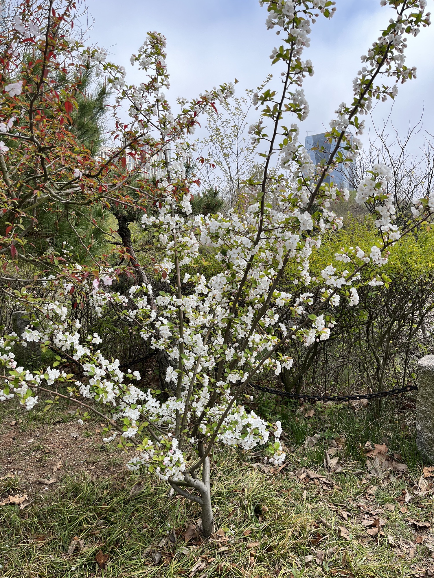 银河公园旅行图片 3