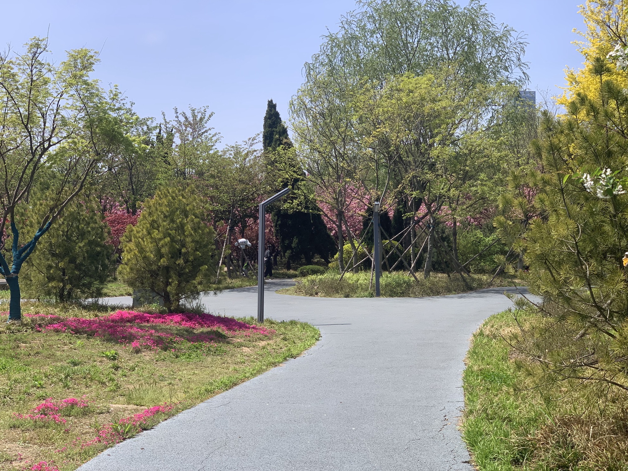 锦华樱花园旅行图片 3