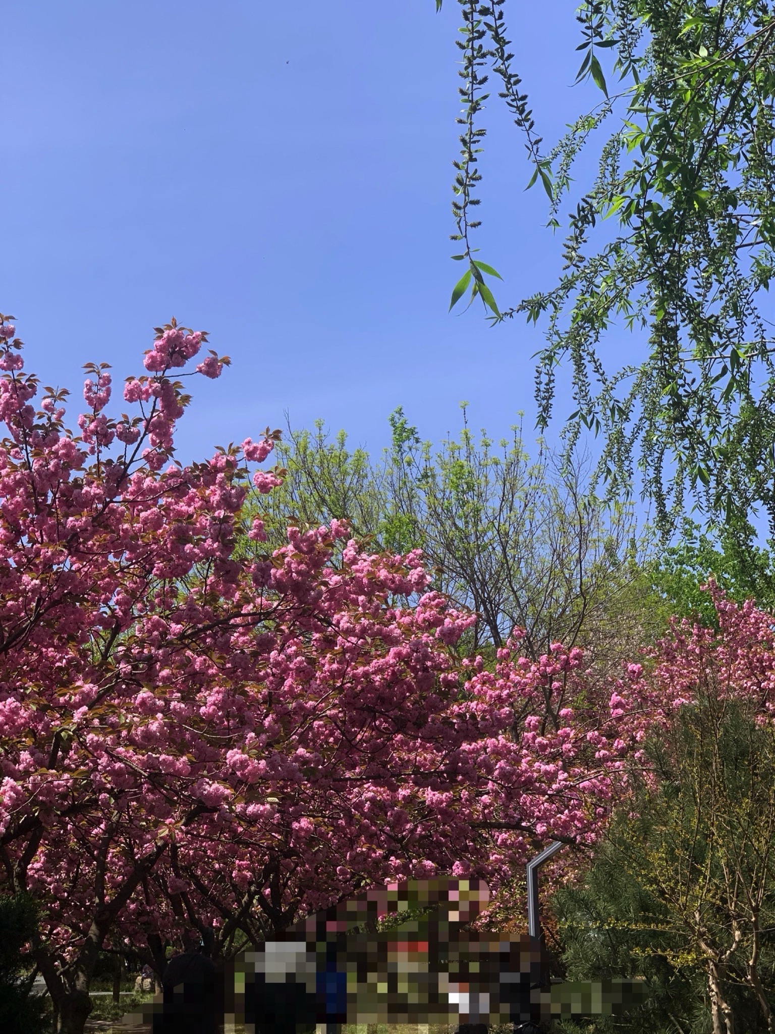 锦华樱花园旅行图片 1